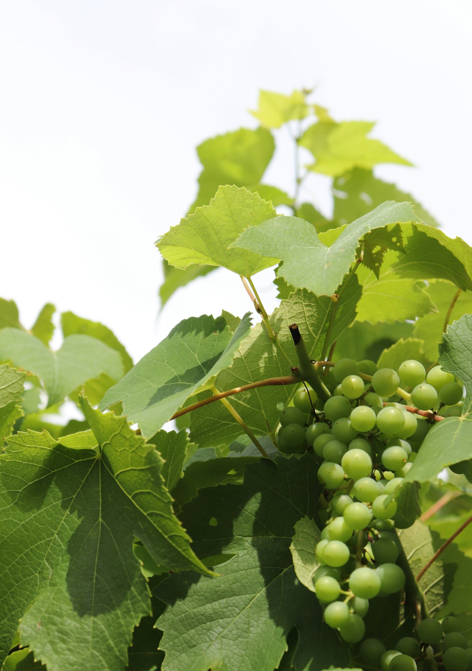 Grappes de raisins verts sur une vigne avec des feuilles vertes luxuriantes et un ciel clair