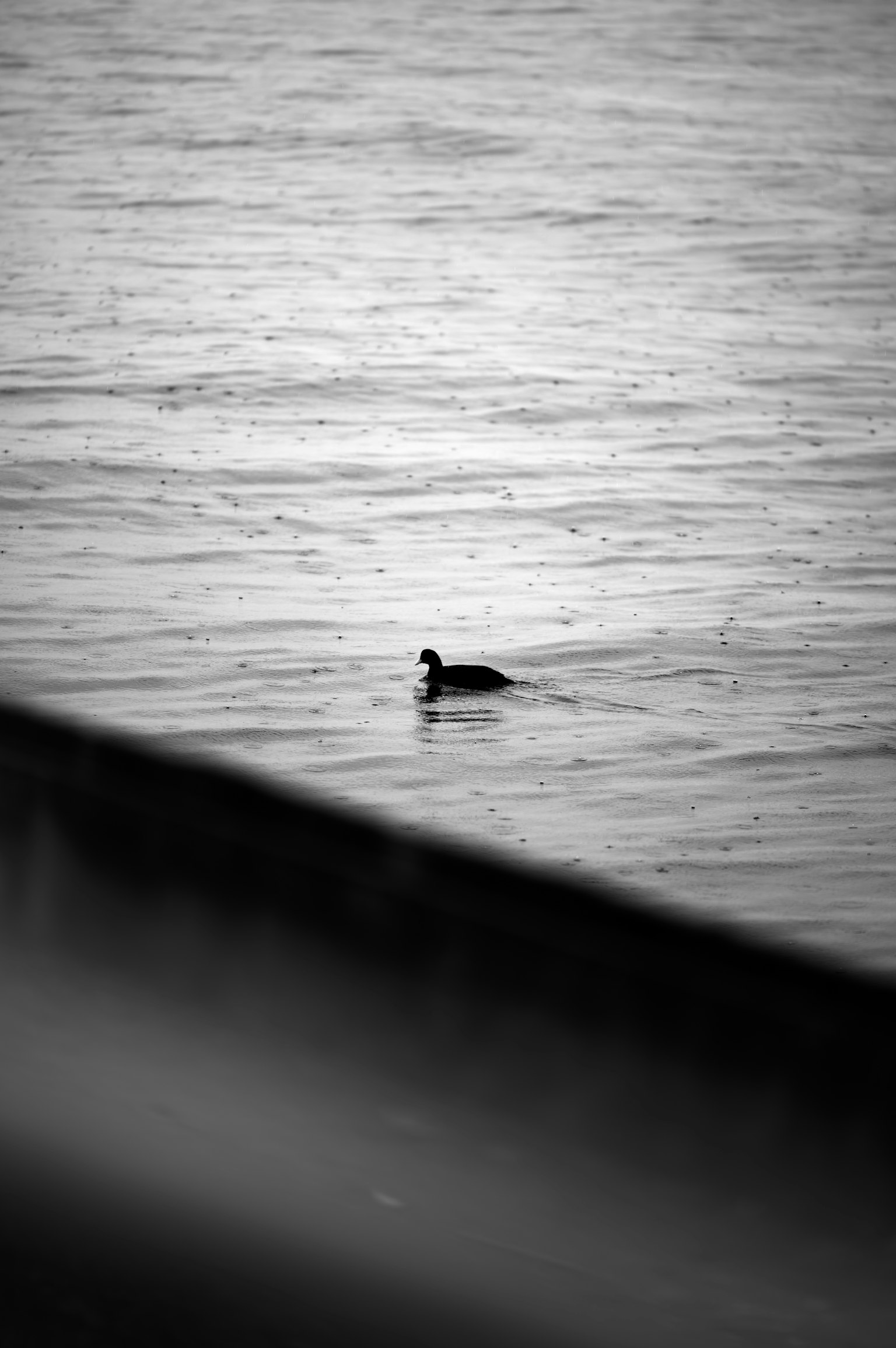 Siluet burung hitam berenang di air dengan latar depan kabur
