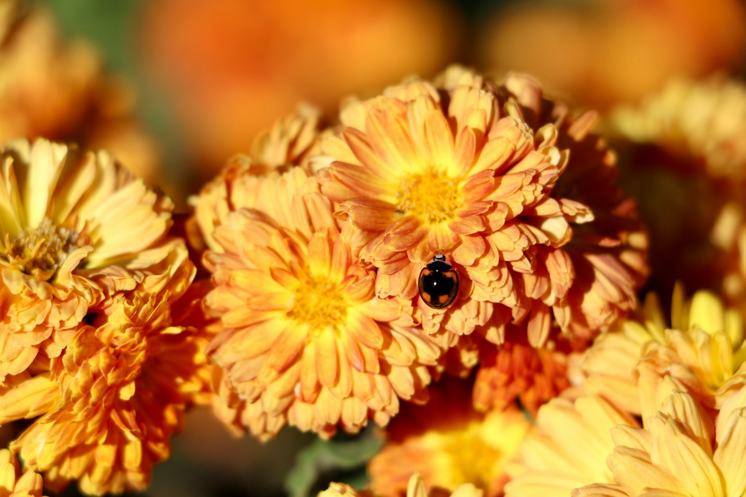 Primo piano di fiori arancioni con un insetto nero