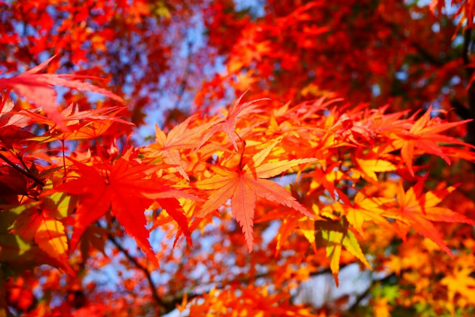 Daun maple merah cerah menyebar di bawah langit biru