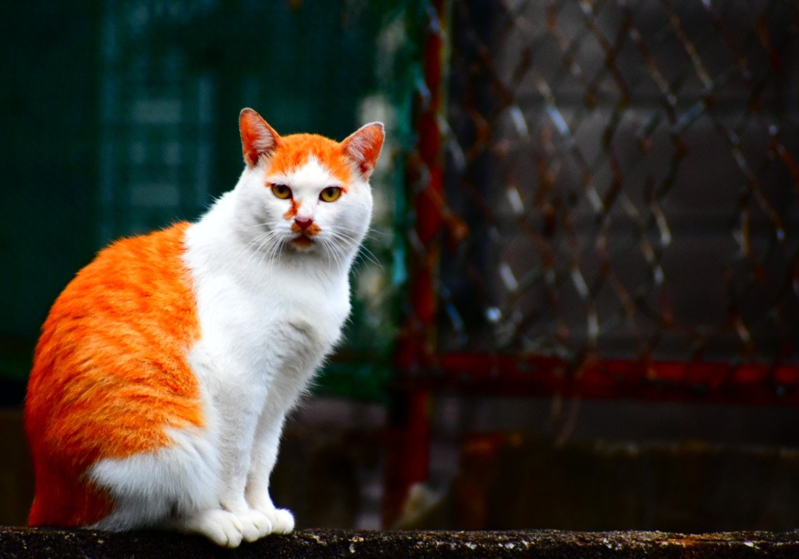 オレンジと白の猫が座る屋外の路地風の背景
