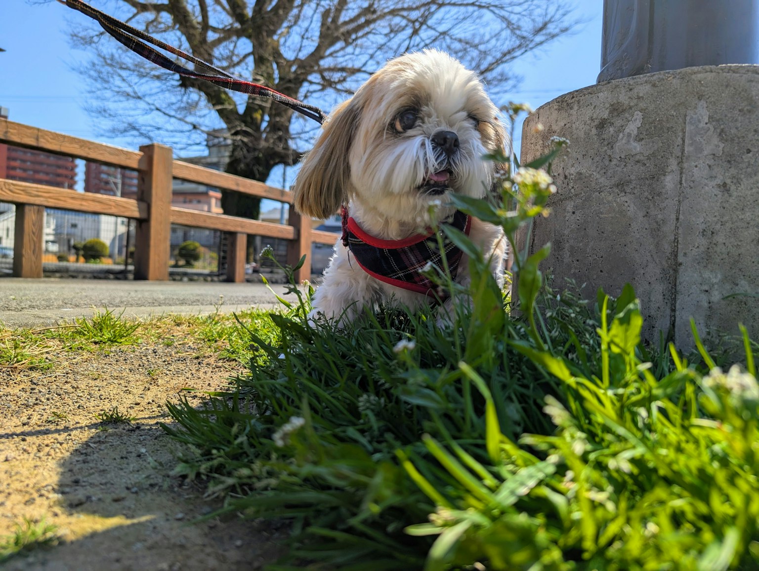 Niedlicher Shih Tzu-Hund, der Gras im Park knabbert