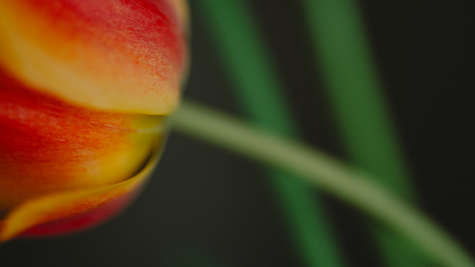 Gros plan sur un pétale de tulipe vibrant avec une tige verte