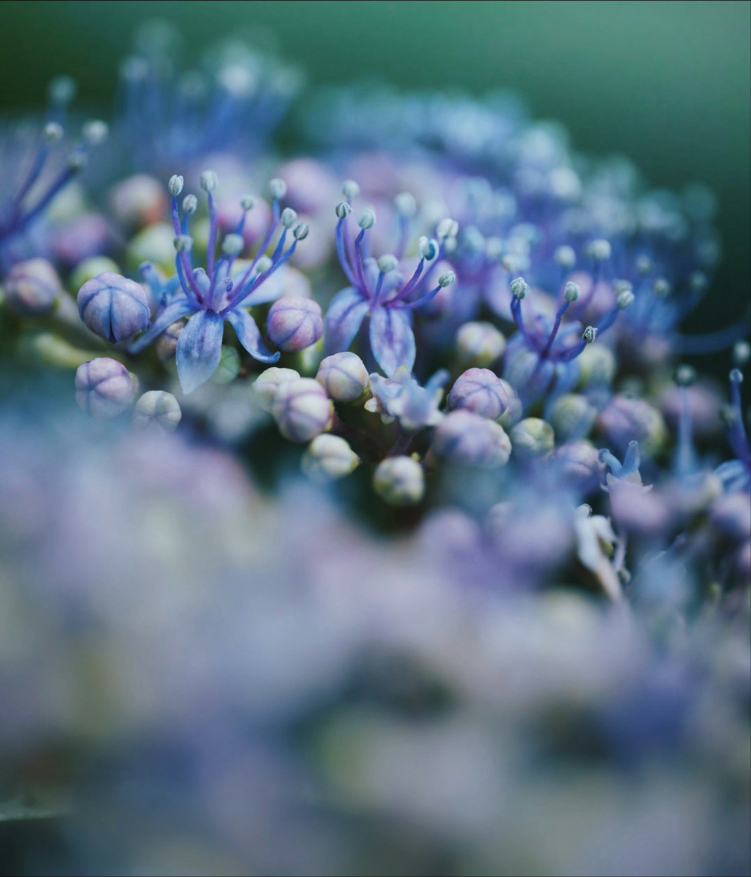 Immagine in primo piano di bellissimi gruppi di fiori blu-viola