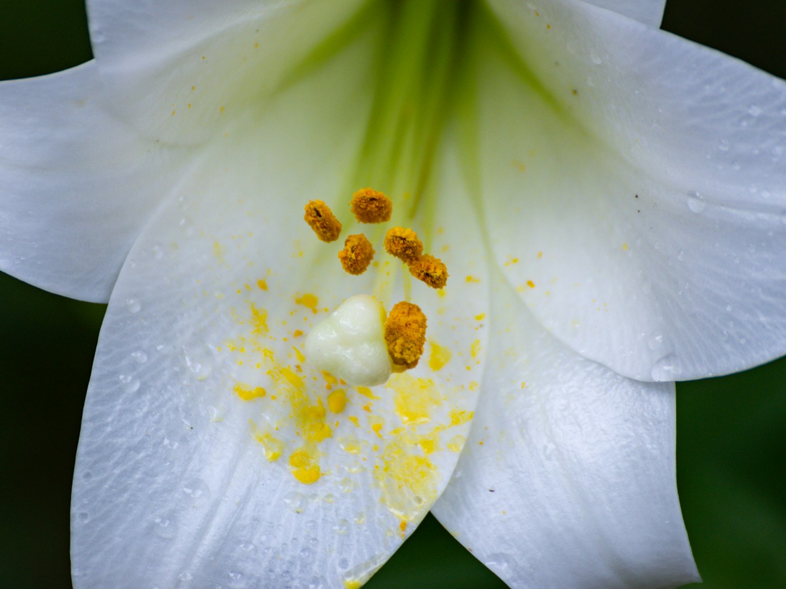 Acercamiento de una flor de lirio blanco mostrando pétalos cubiertos de rocío y polen naranja vibrante