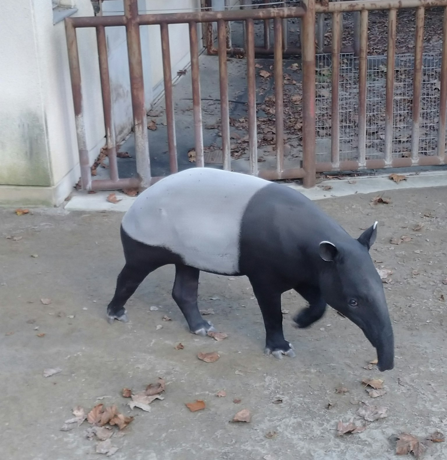 A tapir with a black and white body walking in a zoo environment