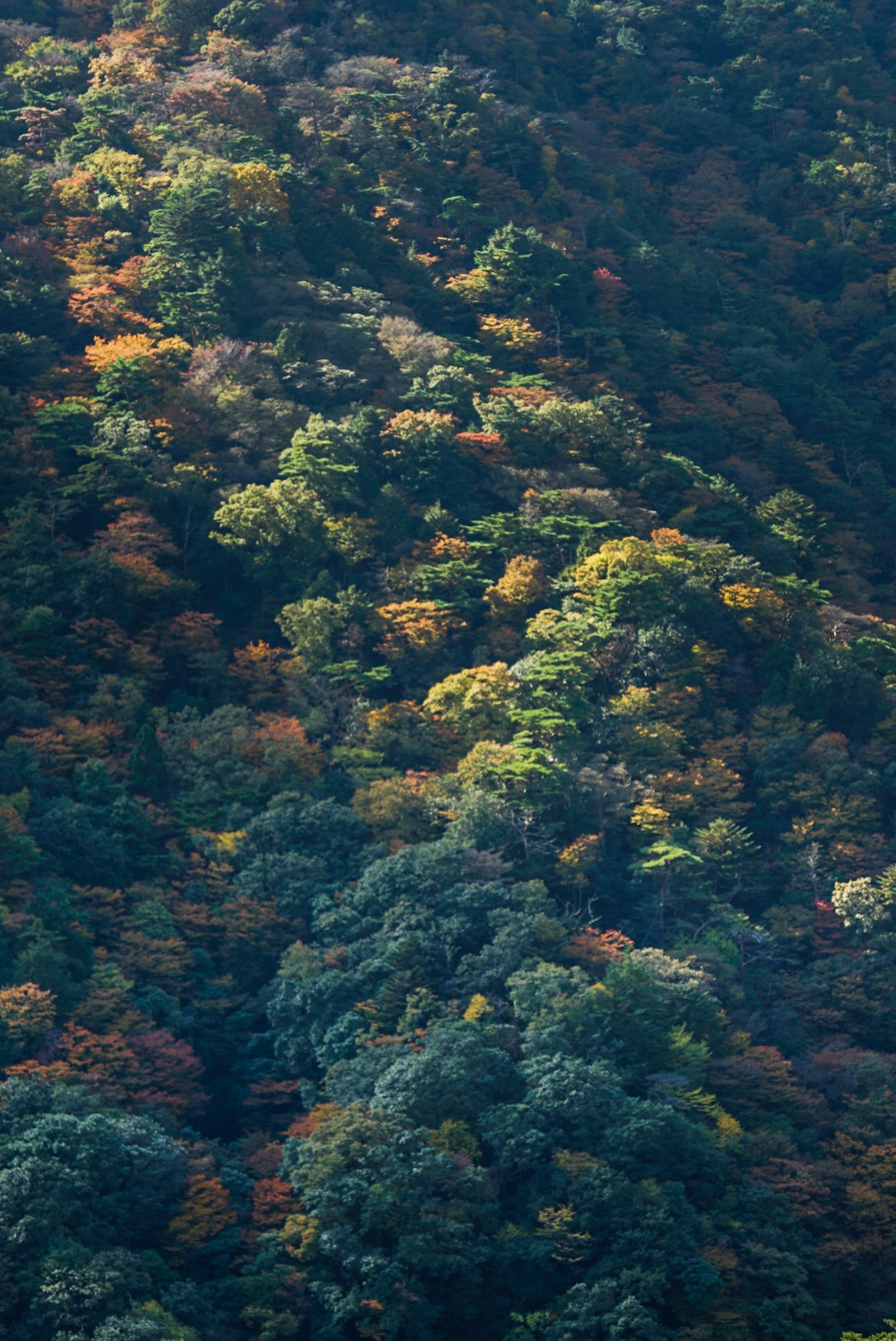 Forêt luxuriante avec un feuillage vert et orange vibrant