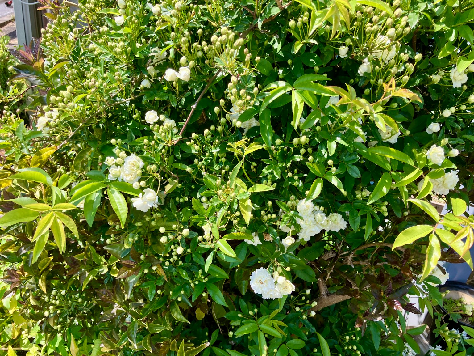 茂盛的綠色葉子和盛開的白色花朵