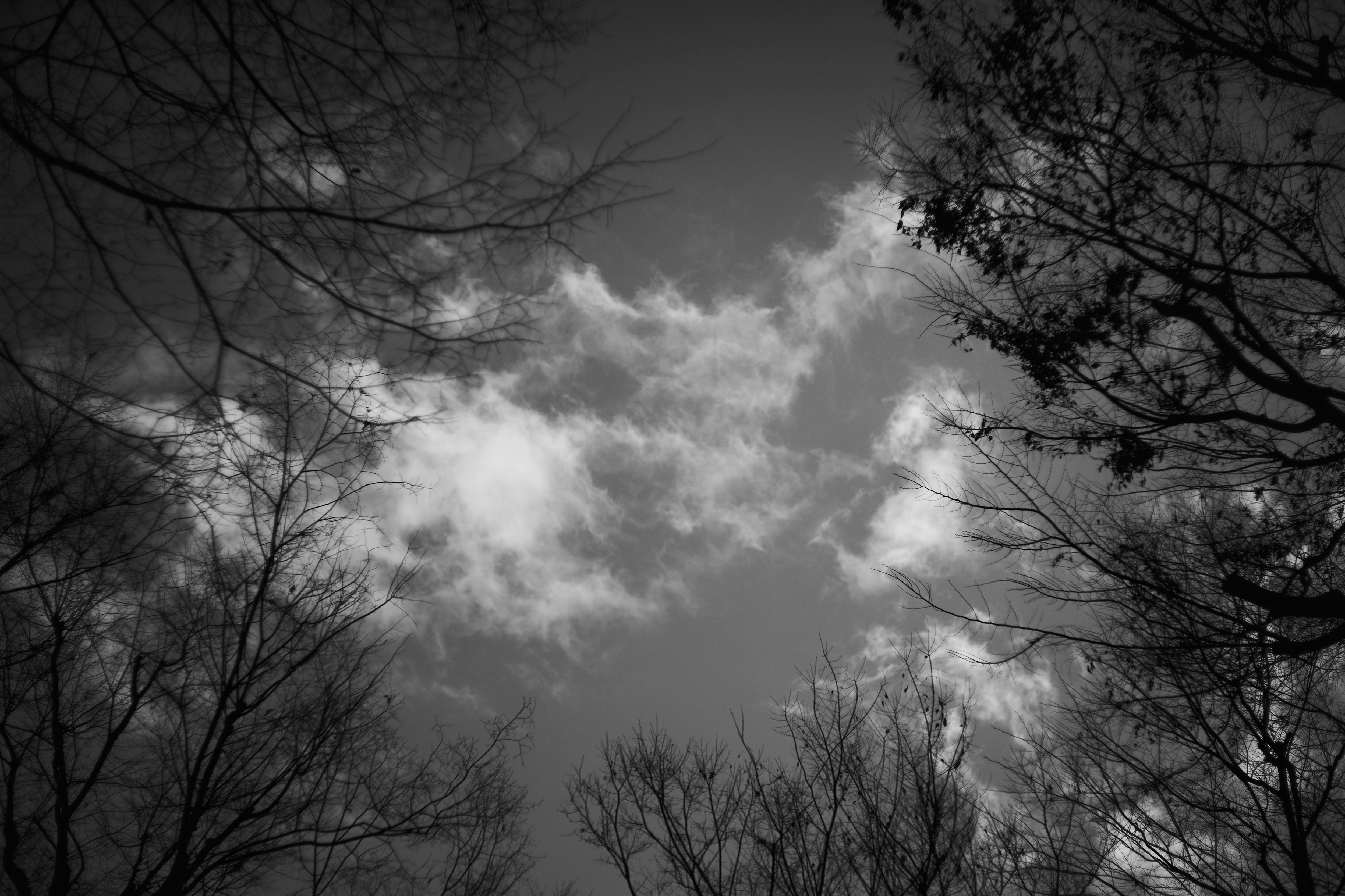 木々の枝越しに広がる雲の空