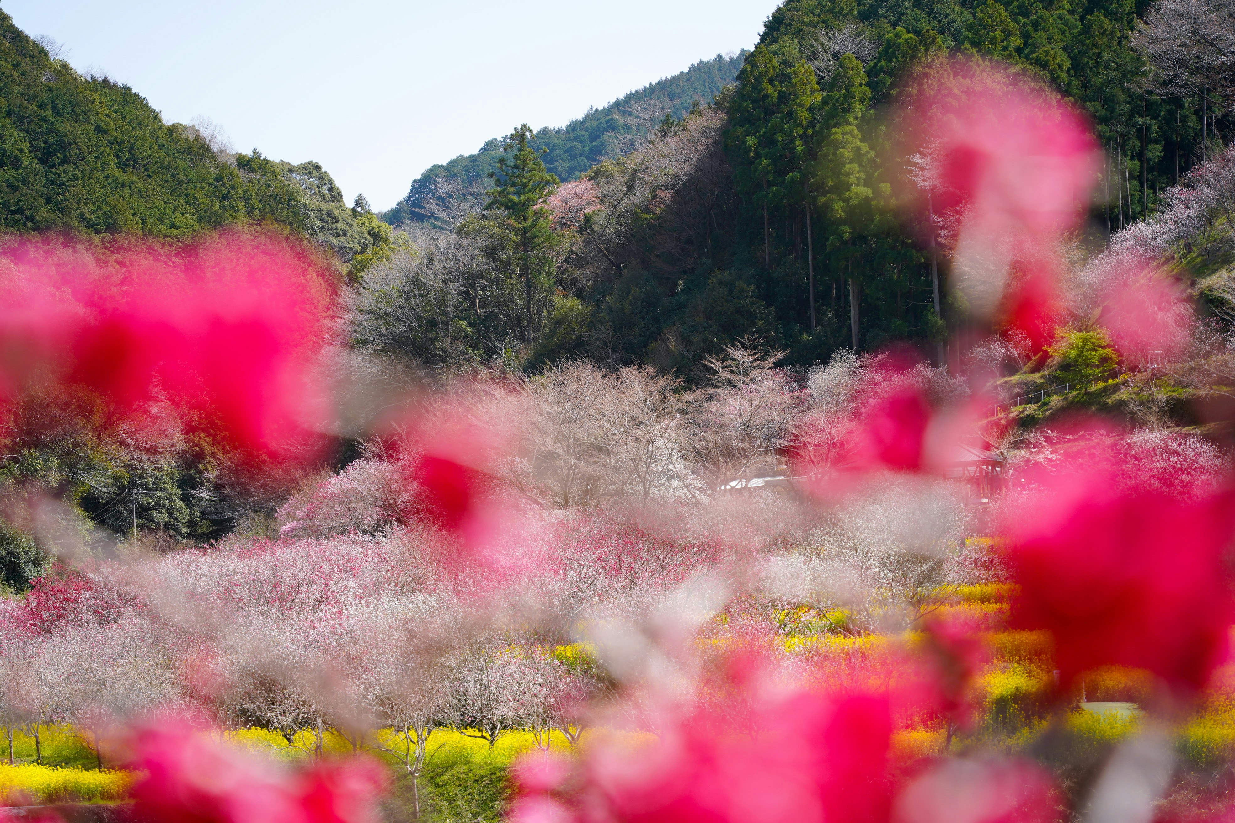 桃色の花が揺れる中の山あいの景色
