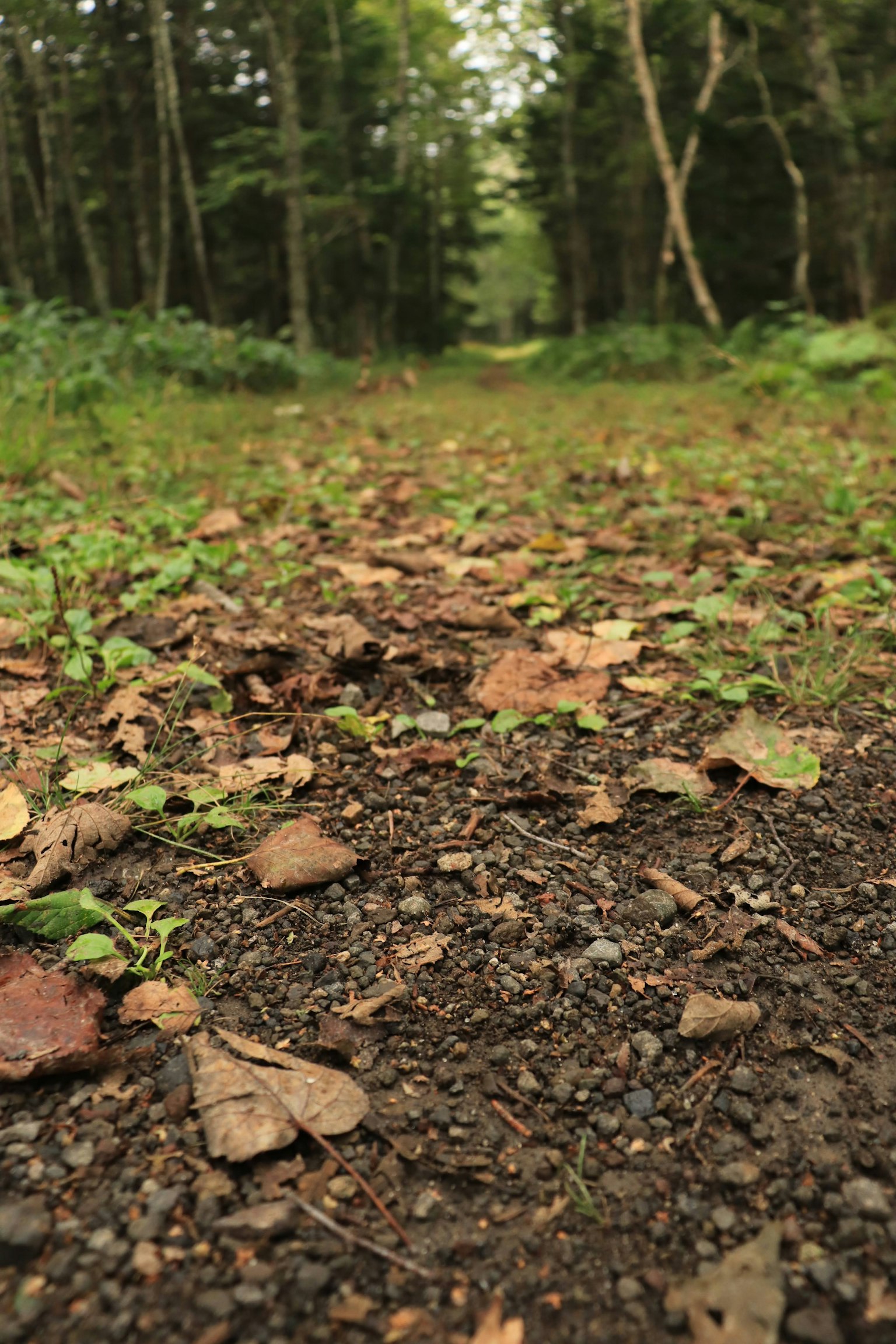 Sentiero forestale coperto di foglie secche e erba
