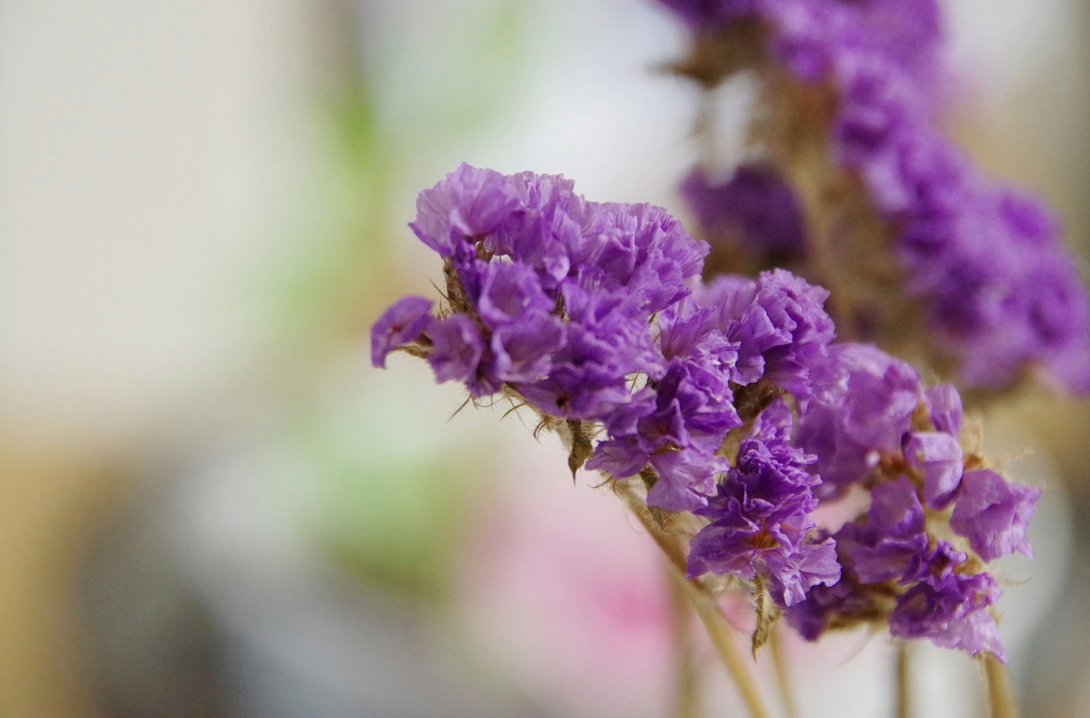 ภาพใกล้ชิดของดอกไม้สีม่วงสดในช่อดอกไม้