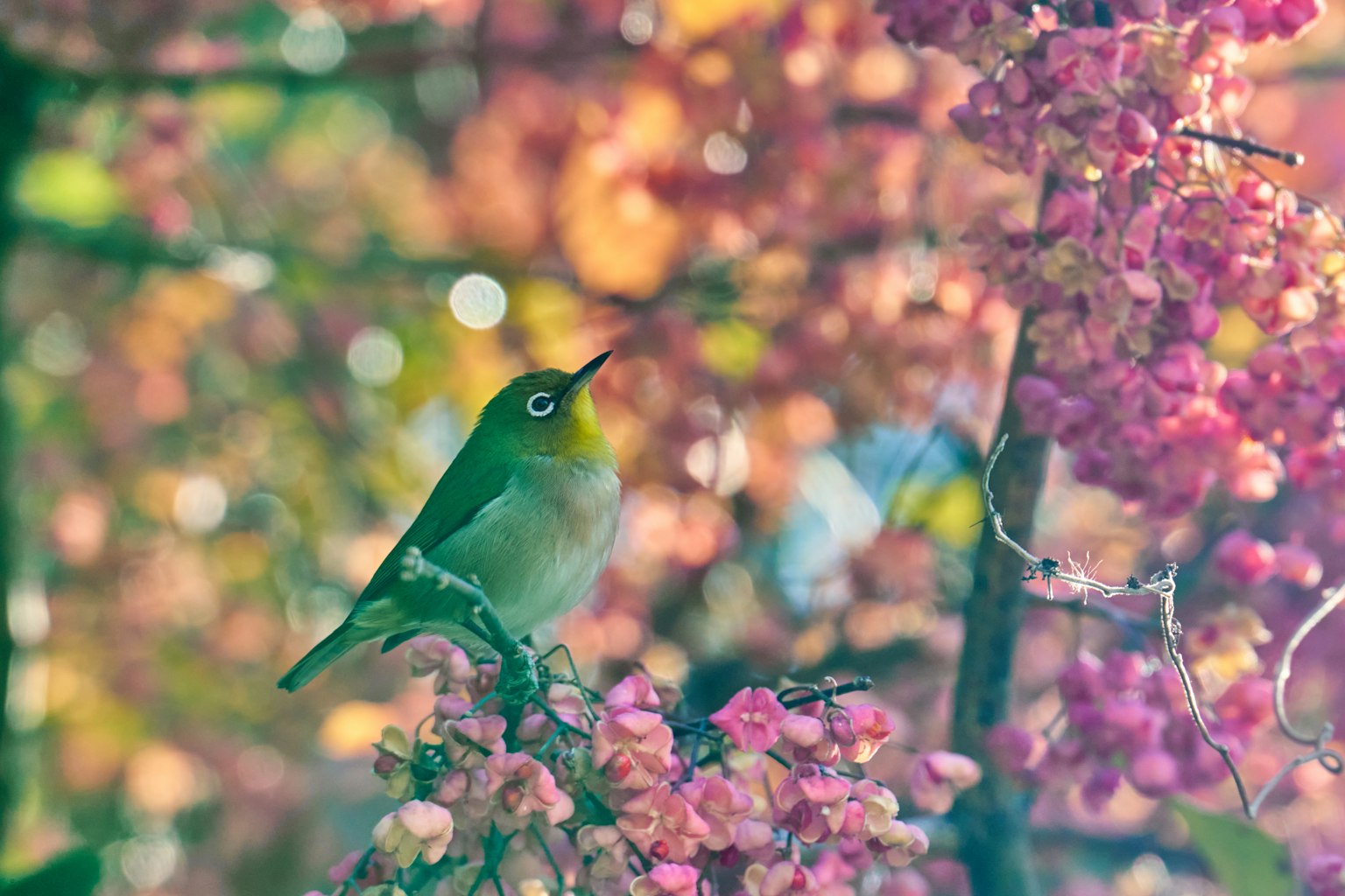 Un oiseau vert perché parmi des fleurs de cerisier roses dans un arrière-plan coloré