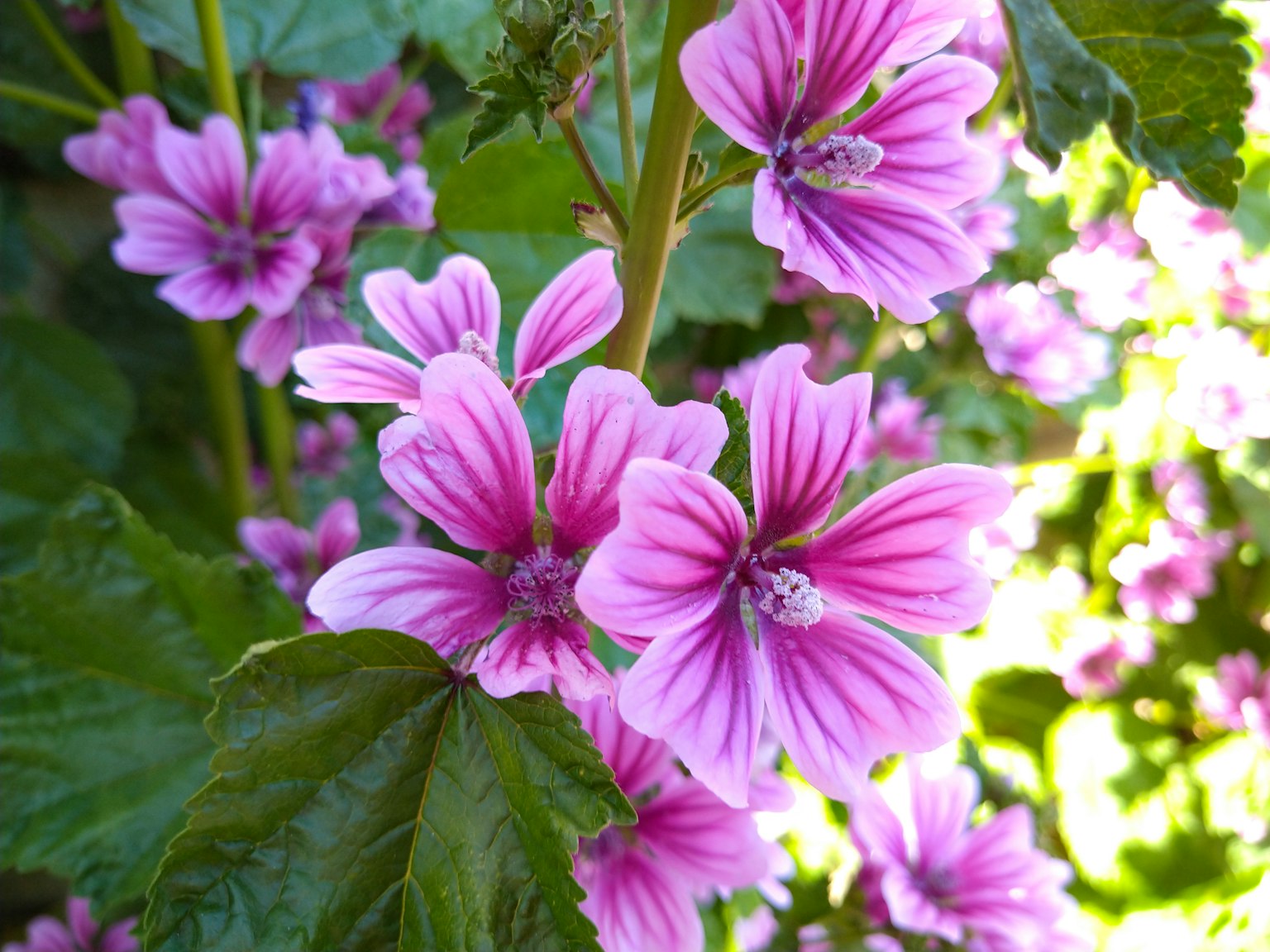 Close-up bunga pink dengan garis mencolok di atas daun hijau