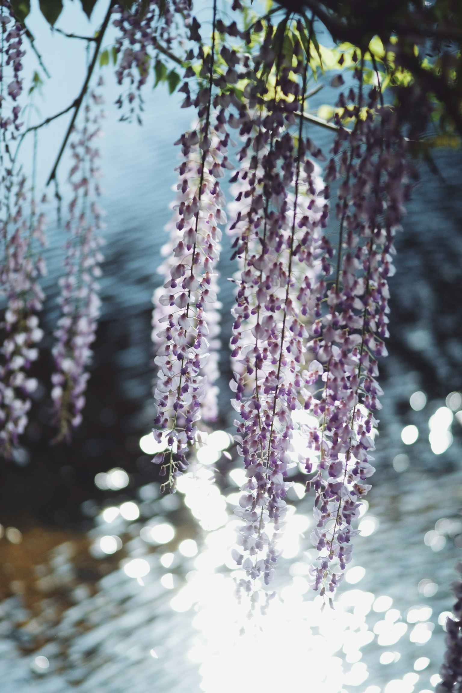 Bella scena di fiori di glicine viola che si riflettono sulla superficie dell'acqua