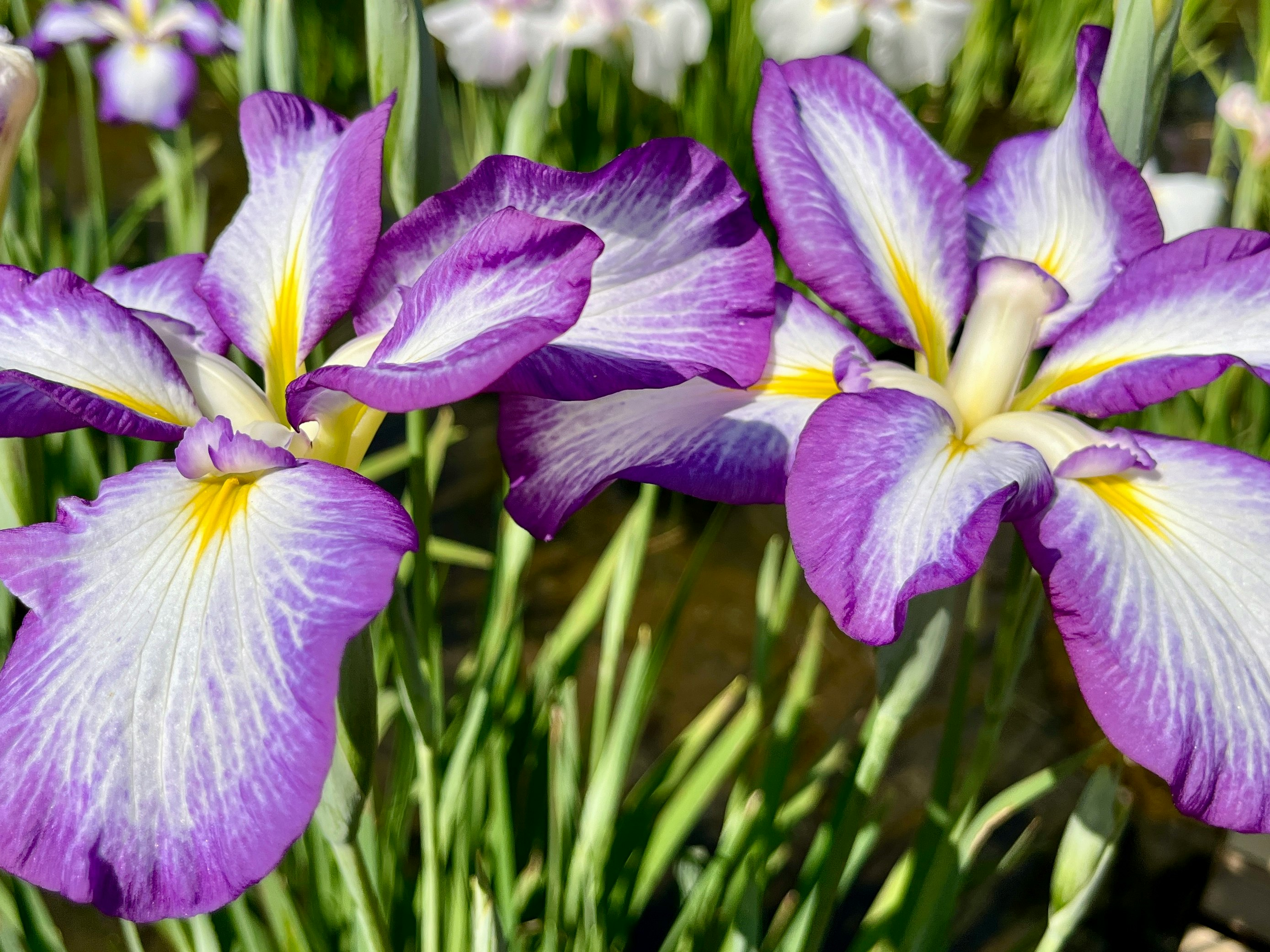 紫のアイリスの花が咲く花畑のクローズアップ
