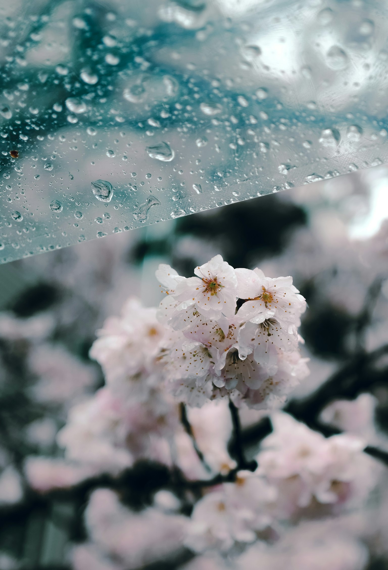 Primo piano di fiori di ciliegio con gocce di pioggia e un ombrello