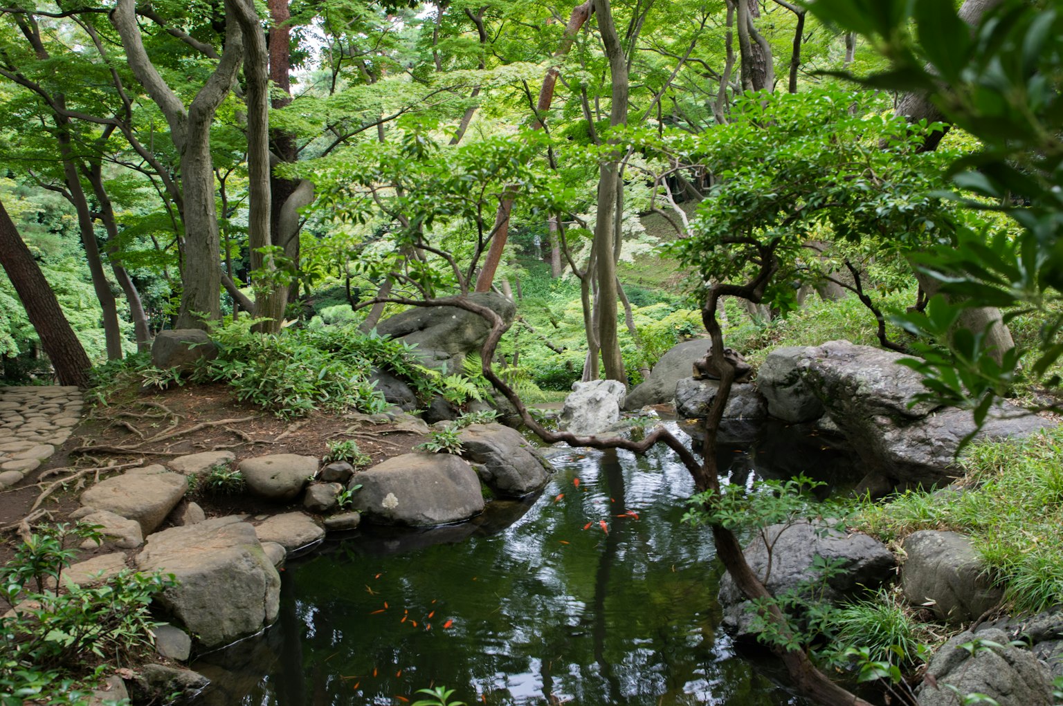 Paysage serein avec un étang et un rivage rocheux dans un jardin verdoyant