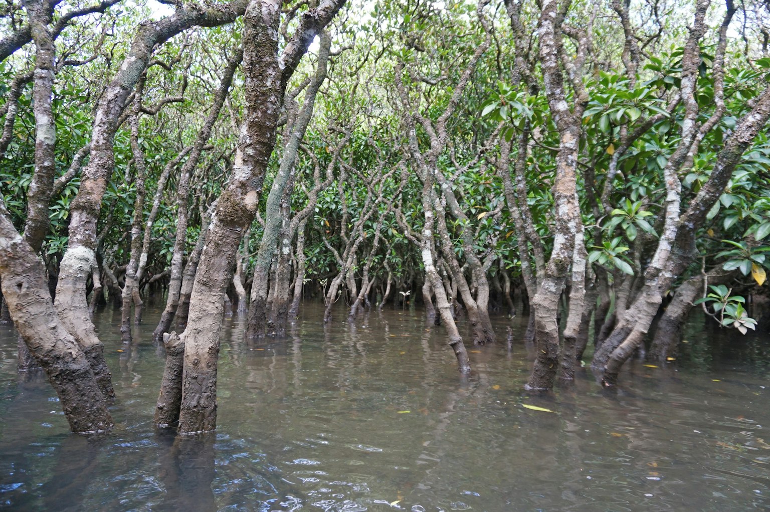 Dense mangroves submergées dans l'eau