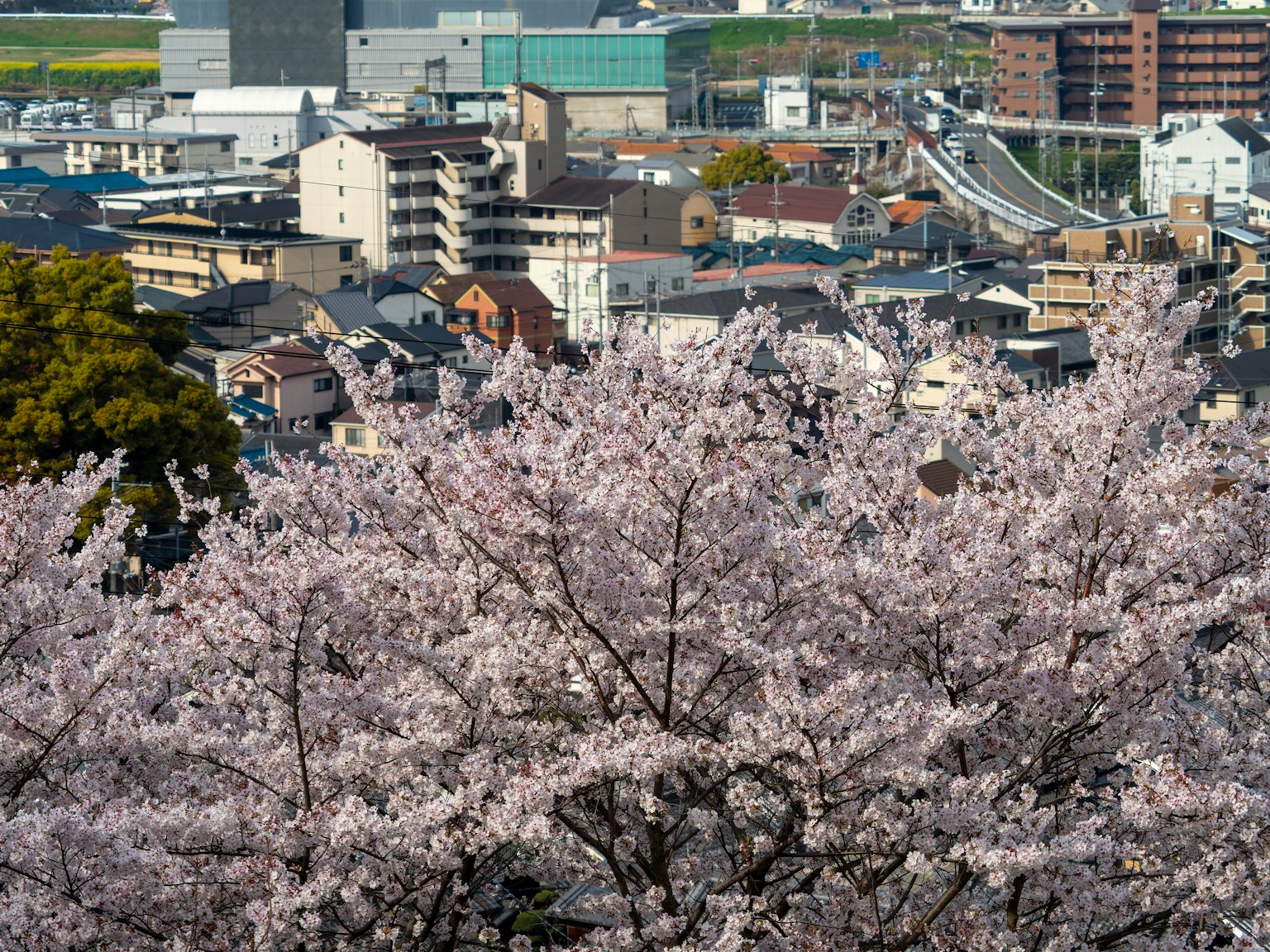 Urban landscape with blooming cherry blossom trees