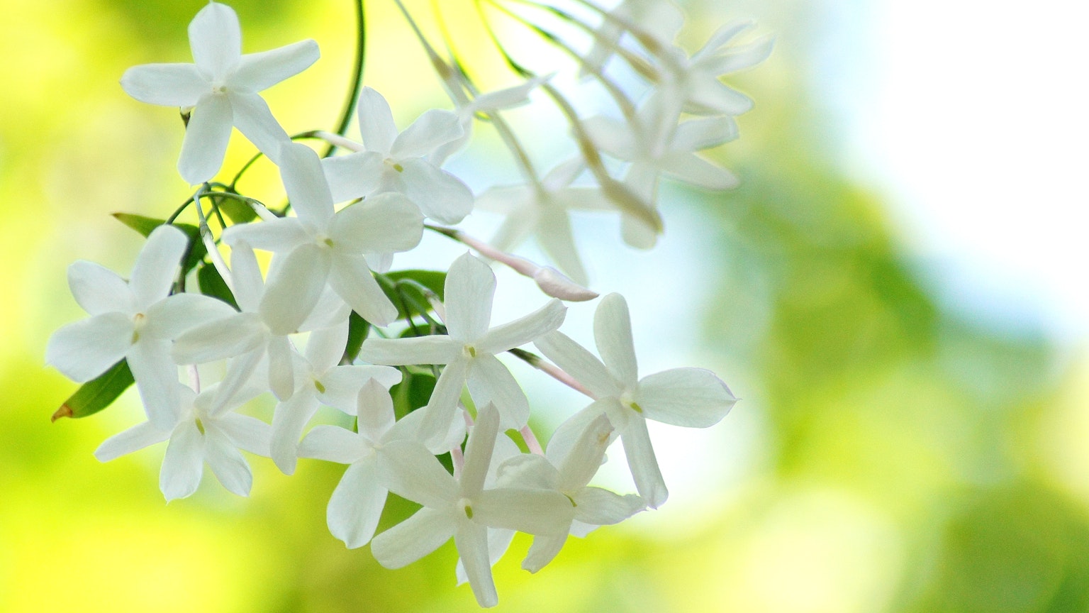 Flores de jazmín blancas contra un suave fondo verde y azul