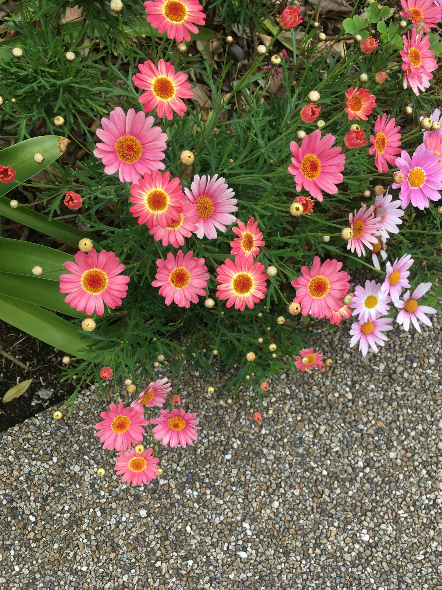 Lebendige Blumen blühen in einem Garten