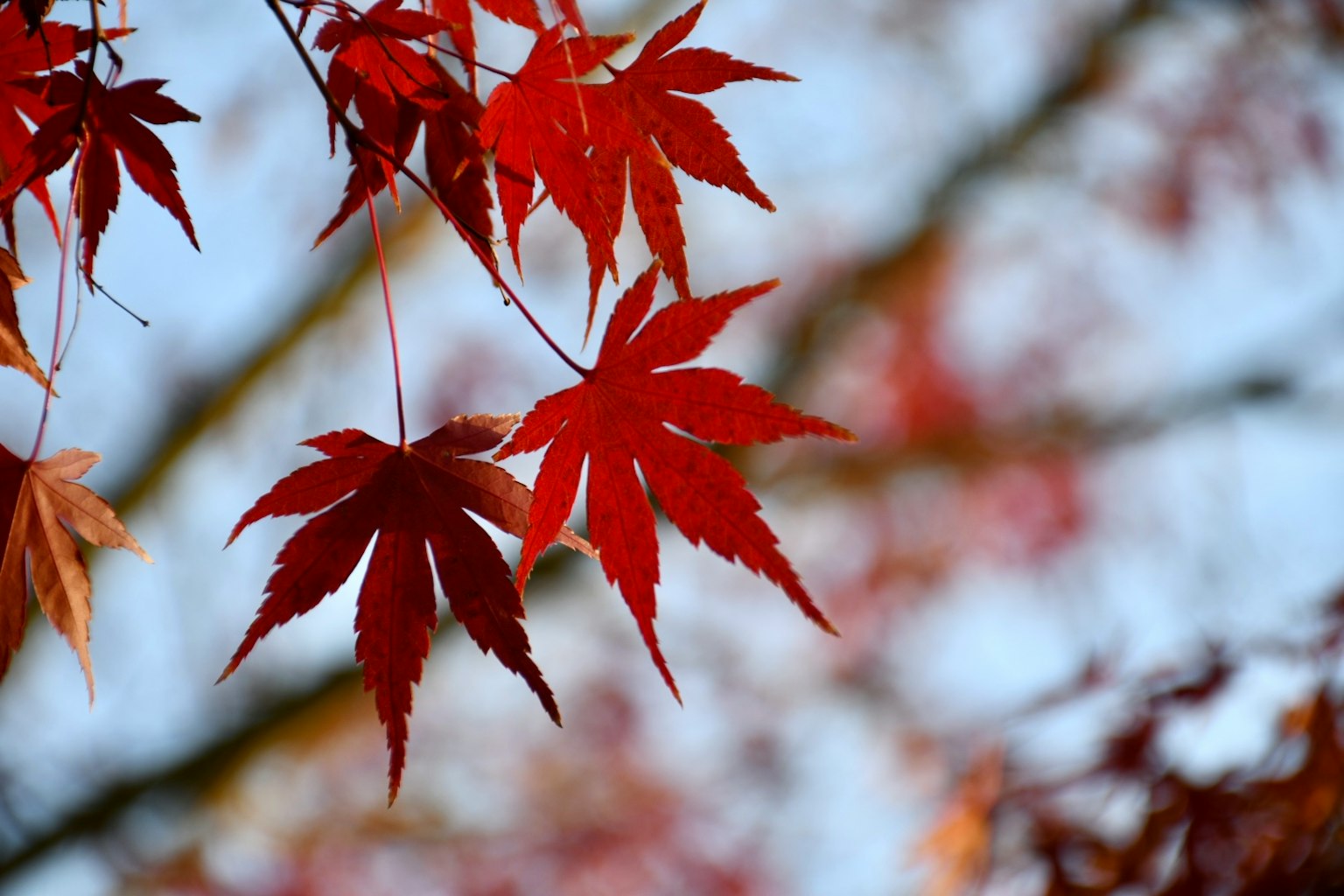 Feuilles d'érable rouges vives sur fond de ciel bleu