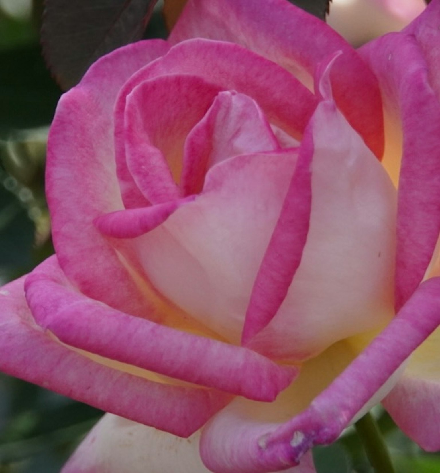 Gros plan d'une rose rose et crème