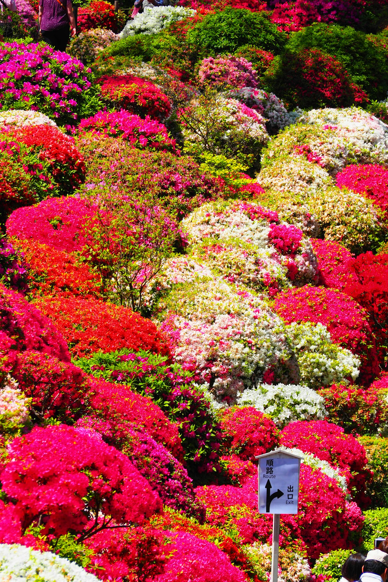 ทิวทัศน์ที่มีสีสันสดใสเต็มไปด้วยพุ่มดอก Azalea