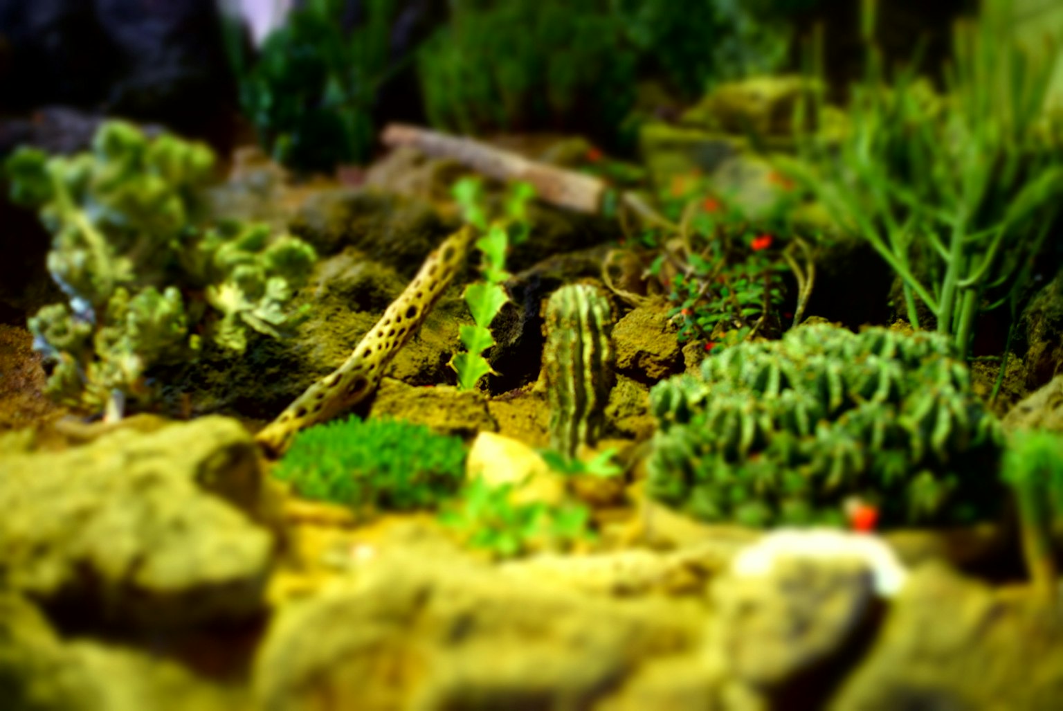 A natural scene featuring green plants and rock arrangements