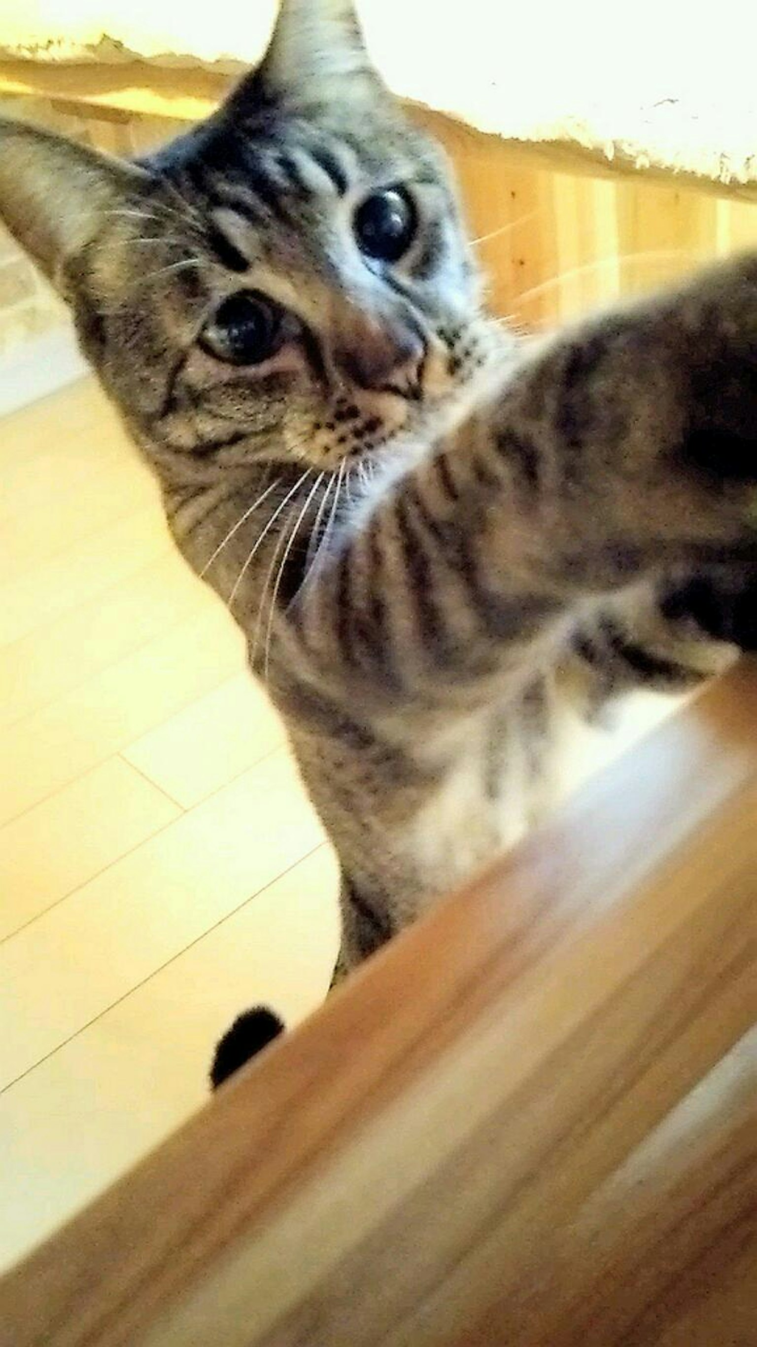 Gestreifter Kater, der seine Pfote vor einem Holztisch ausstreckt