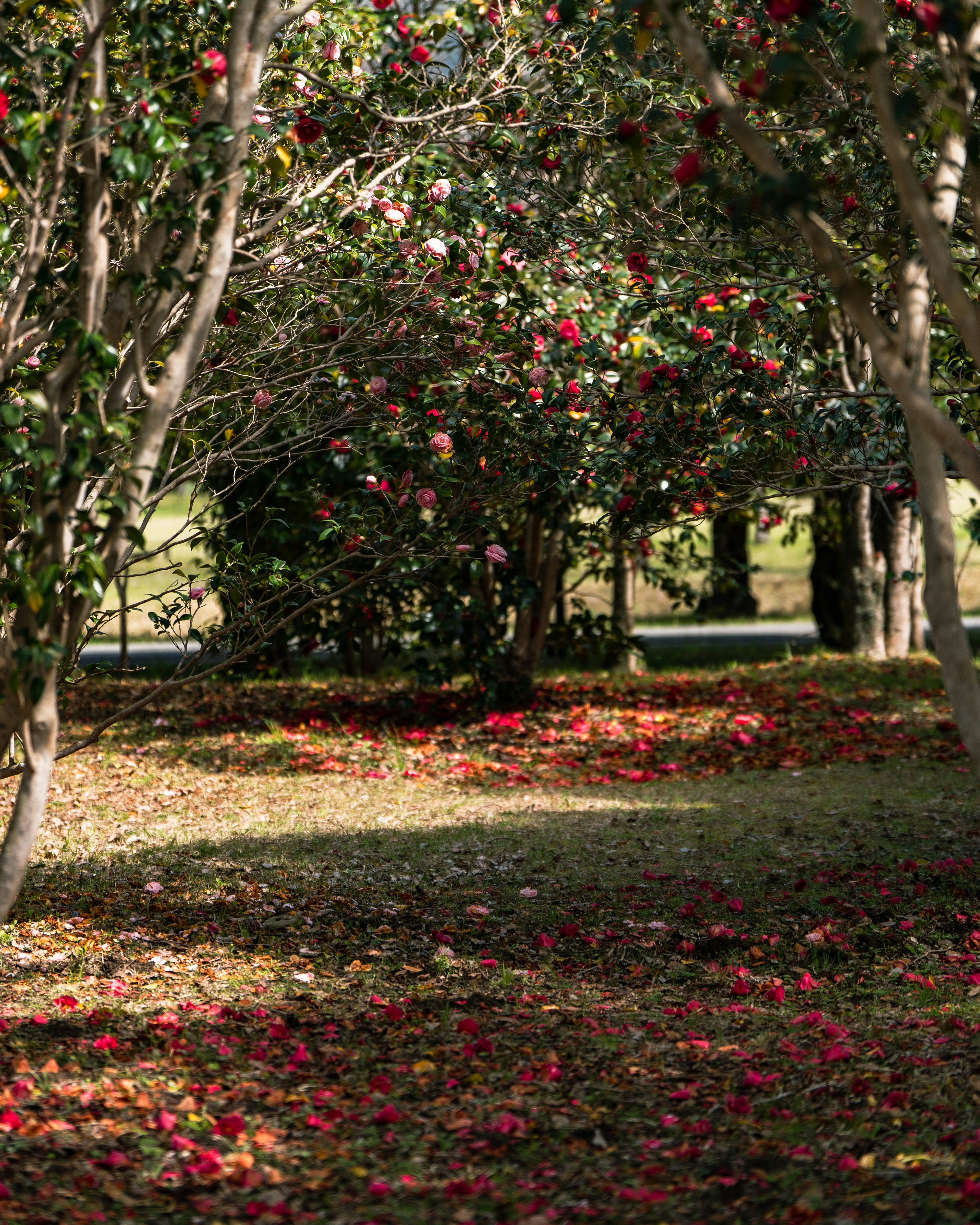 camino con árboles en flor