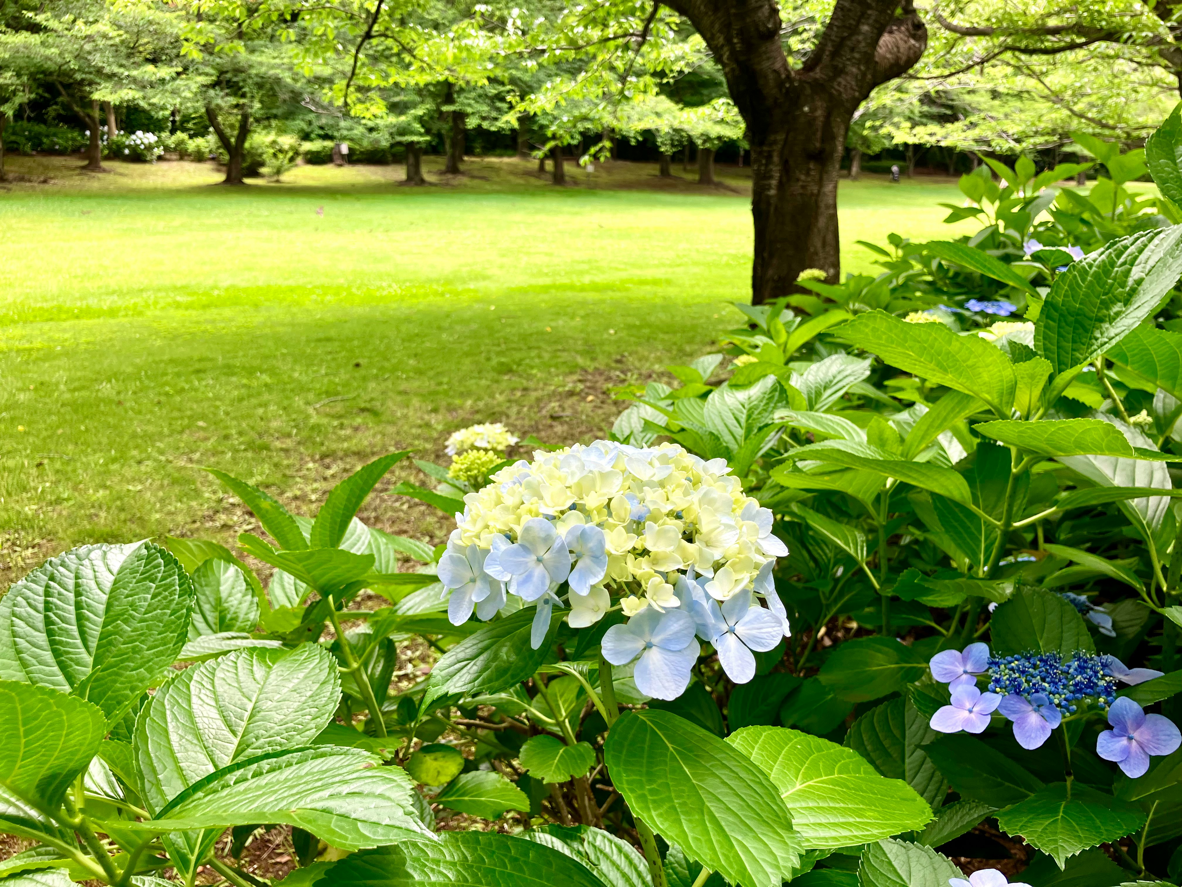 公園の芝生と花壇のアジサイが咲く緑の景色