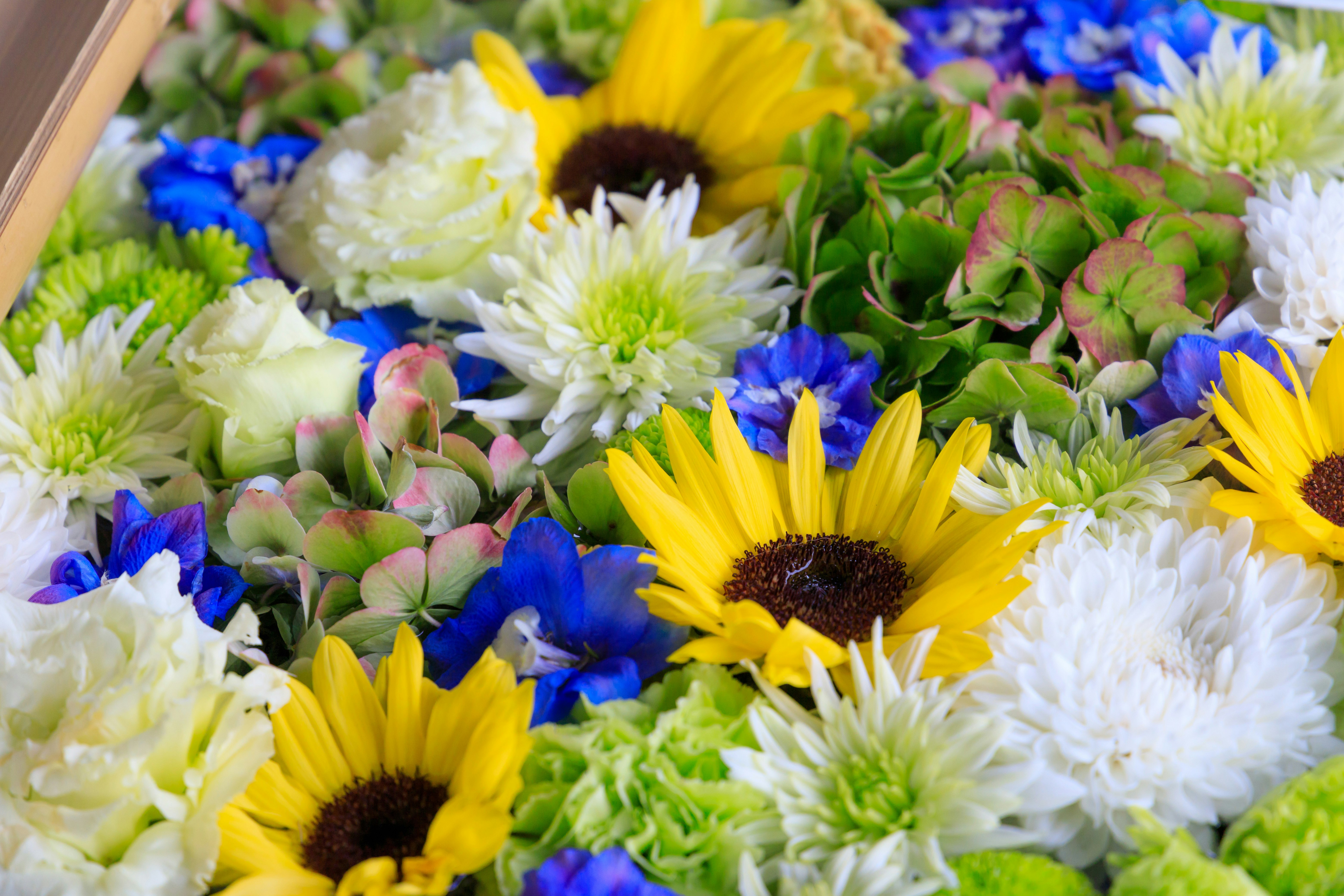 gros plan sur un bouquet de fleurs coloré