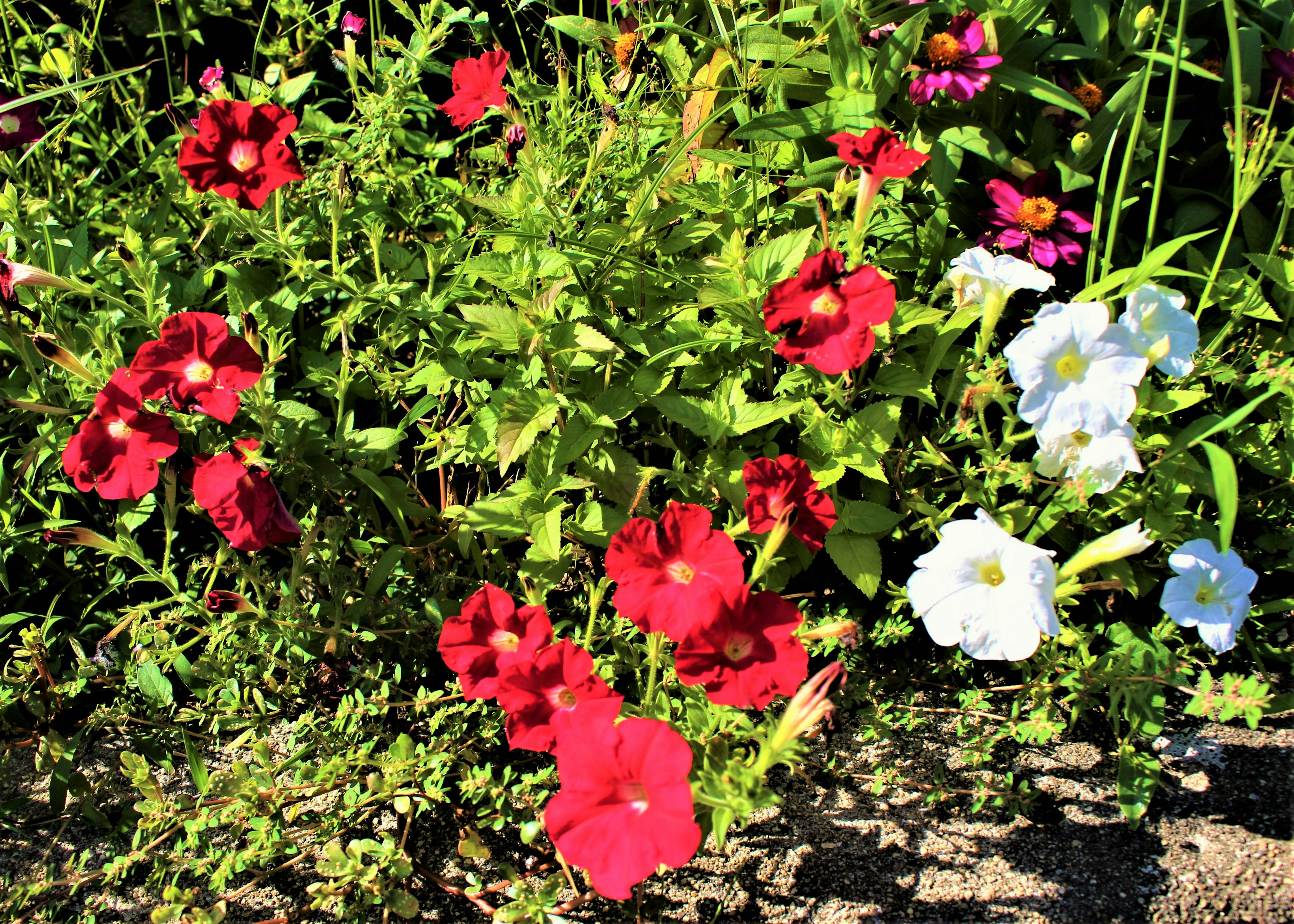 ground with red, white, and blue flowers in a flowerbed