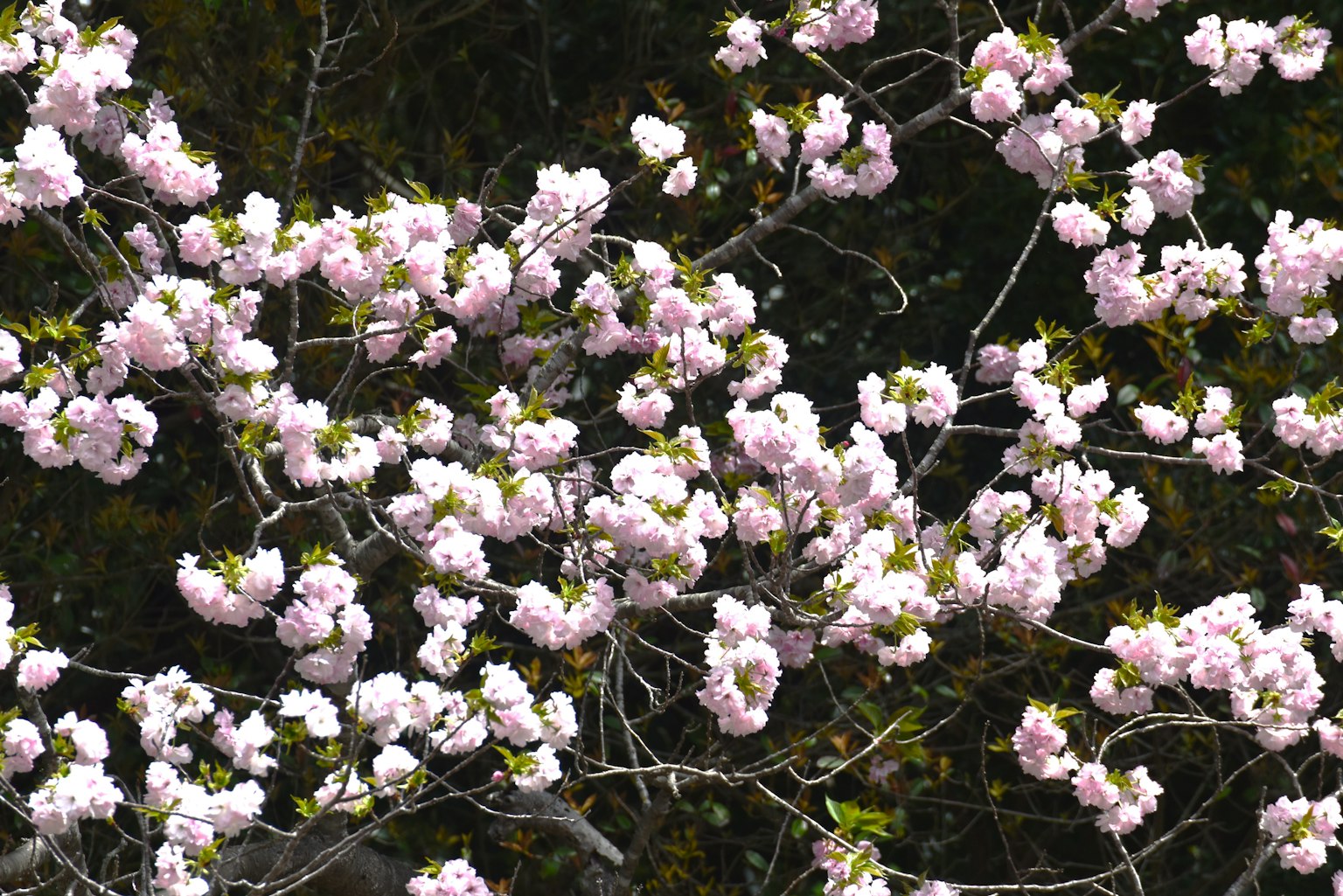 Primo piano di rami di ciliegio in fiore