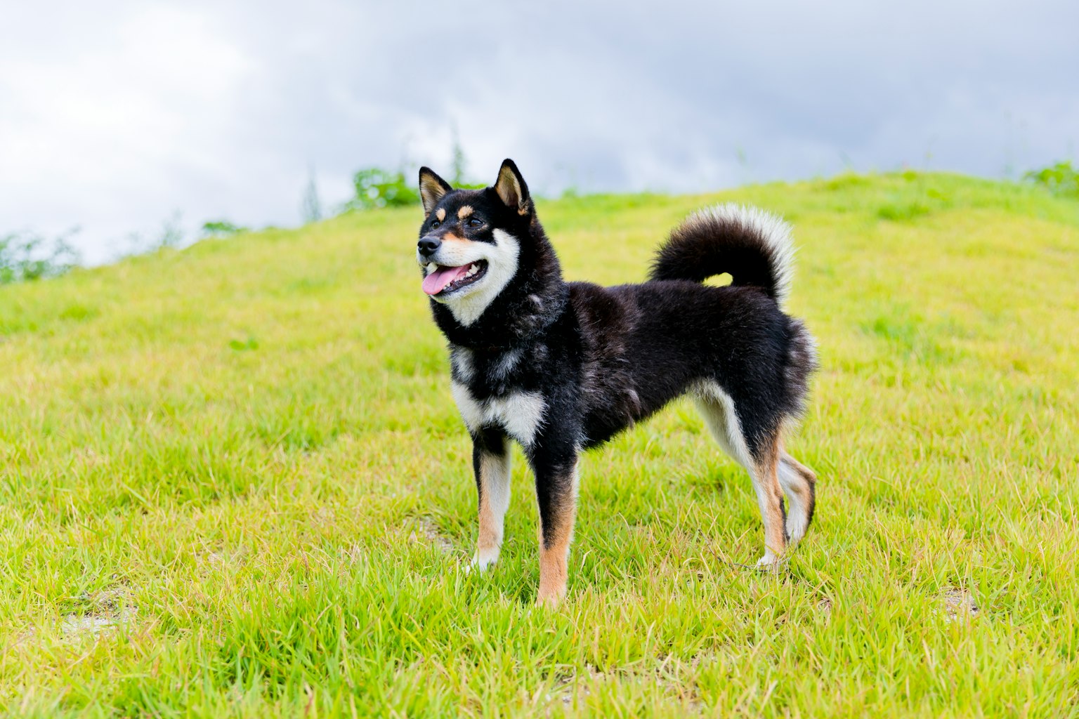 Shiba Inu debout sur un champ de gazon vert