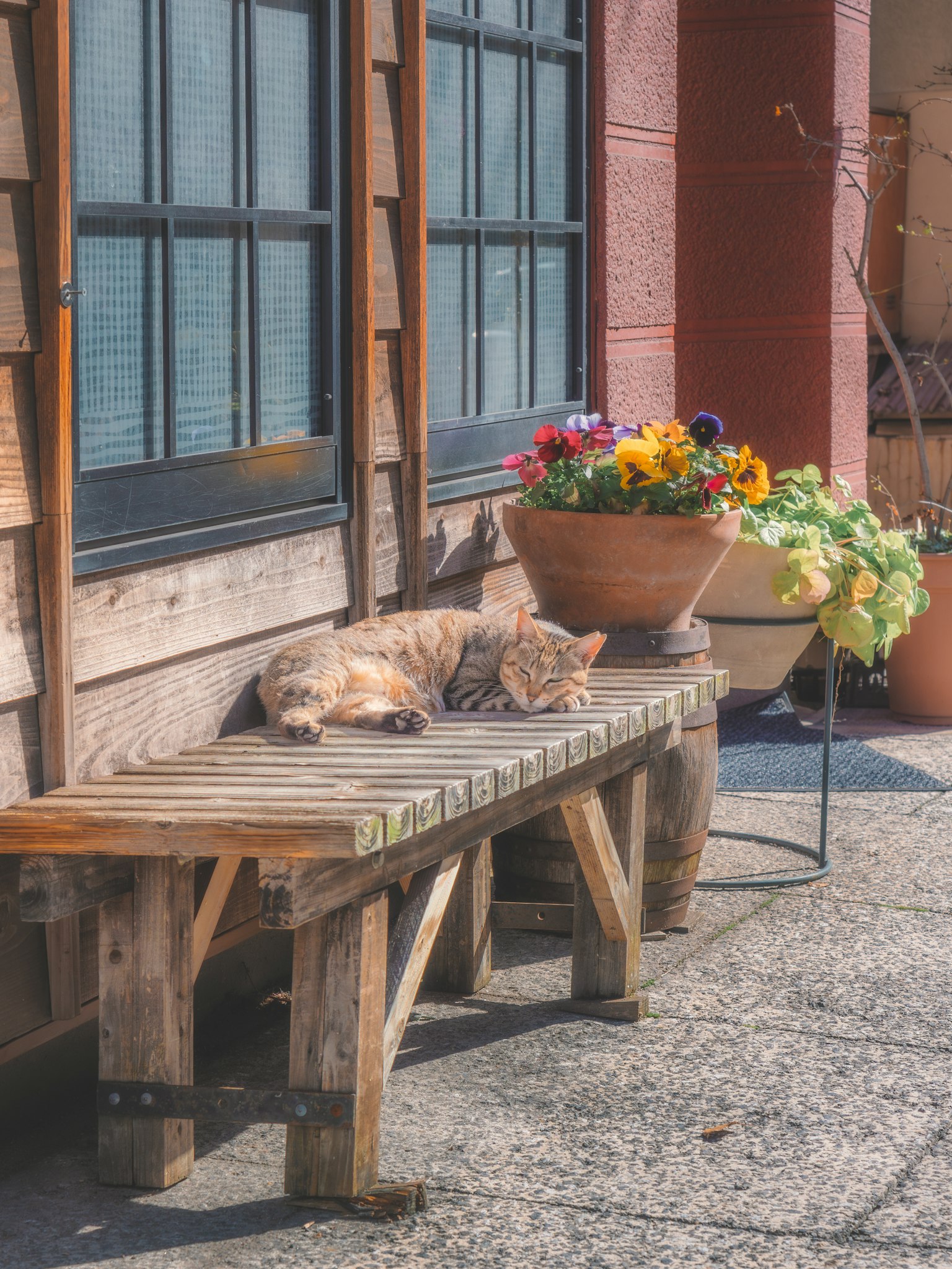 Un gatto che riposa su una panchina di legno accanto a vasi di fiori colorati