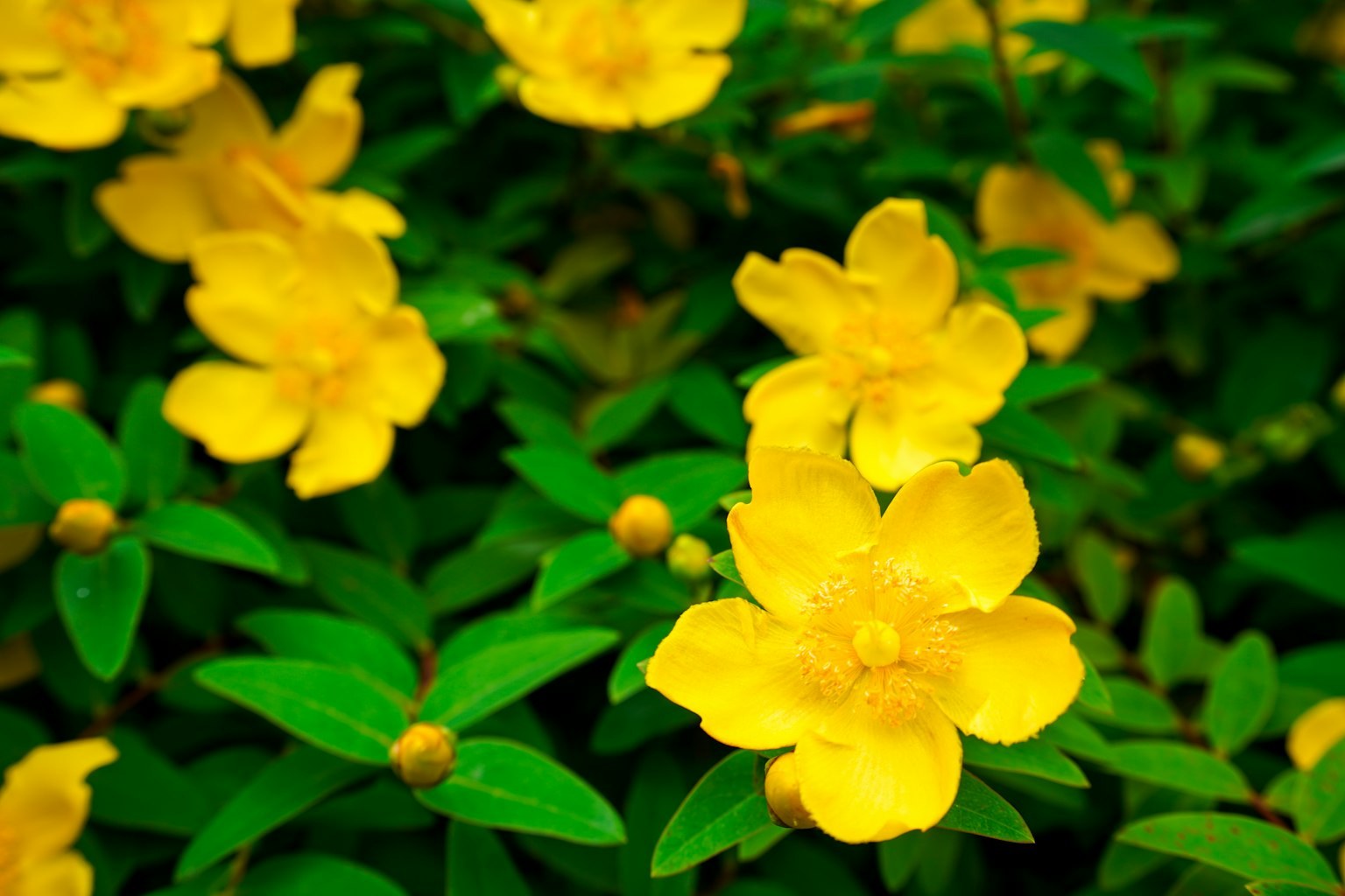 Fiori gialli vivaci circondati da foglie verdi