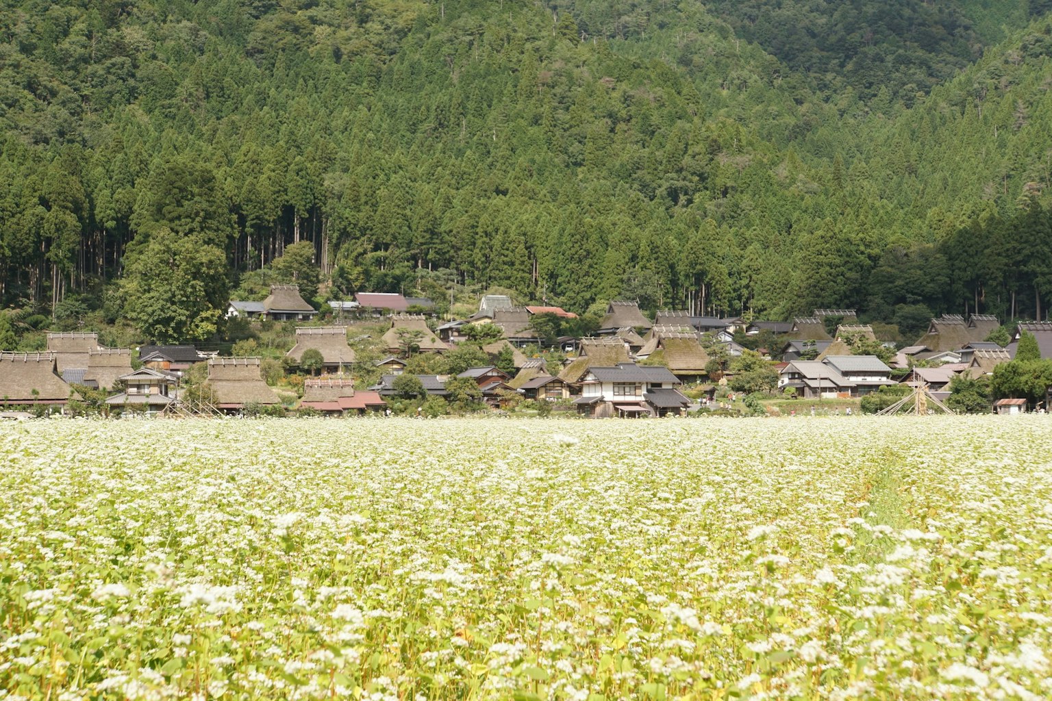 Pemandangan indah desa kecil yang dikelilingi ladang bunga dan pegunungan
