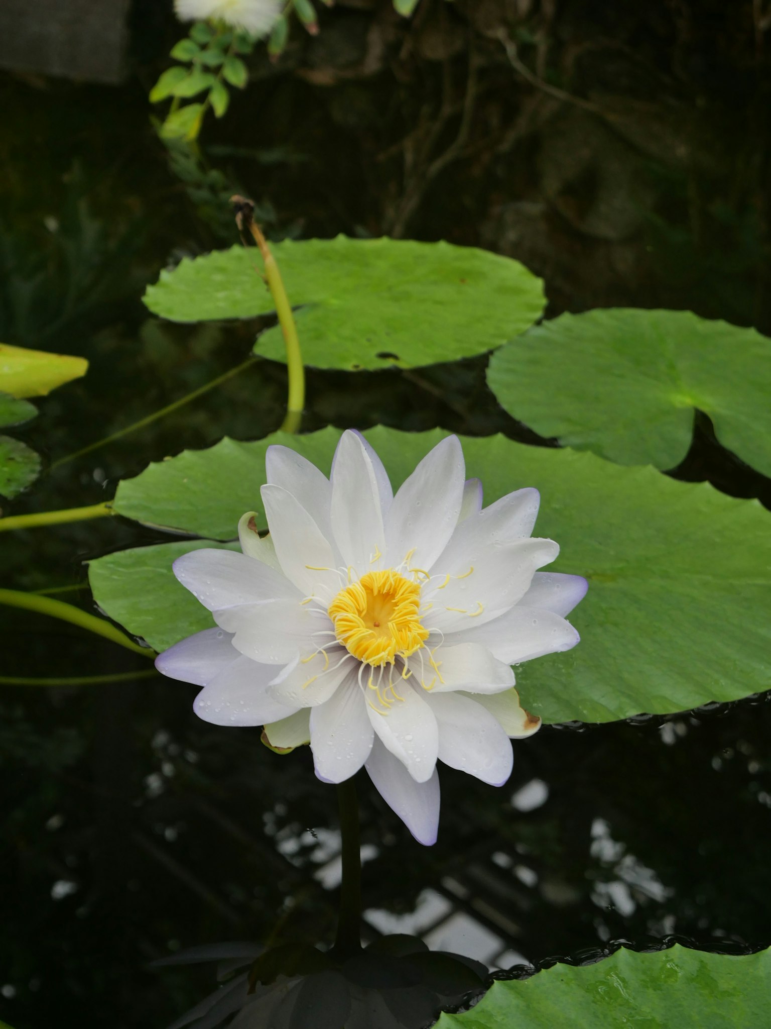 白い睡蓮が緑の葉の上に浮かんでいる静かな池の風景