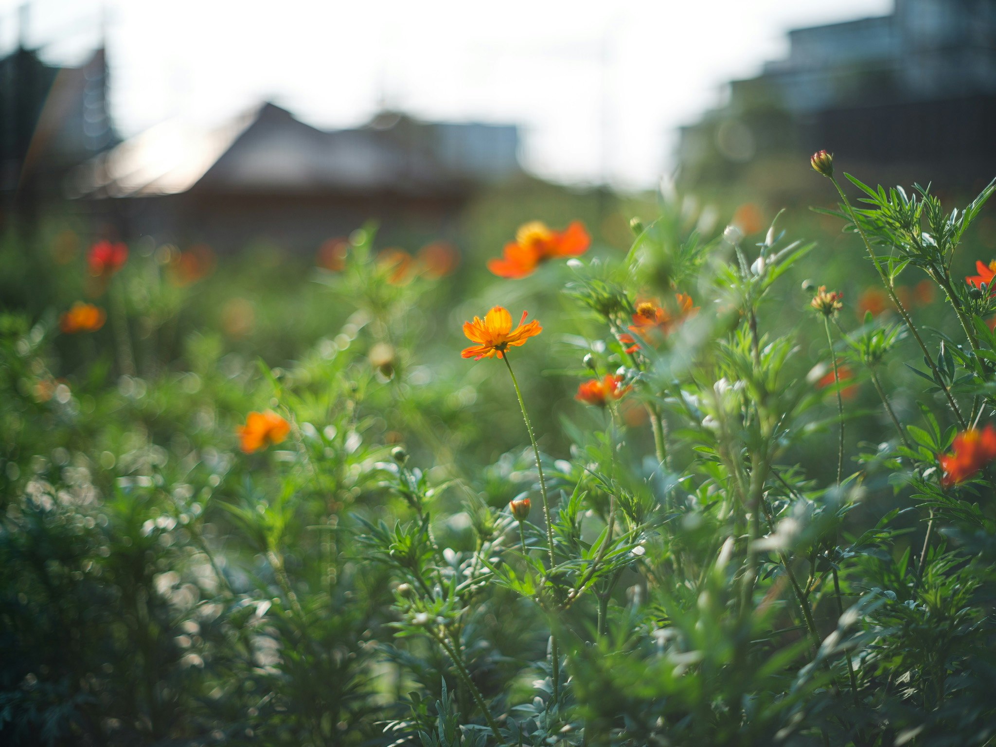 花畑のオレンジ色の花と草むらのある庭の風景