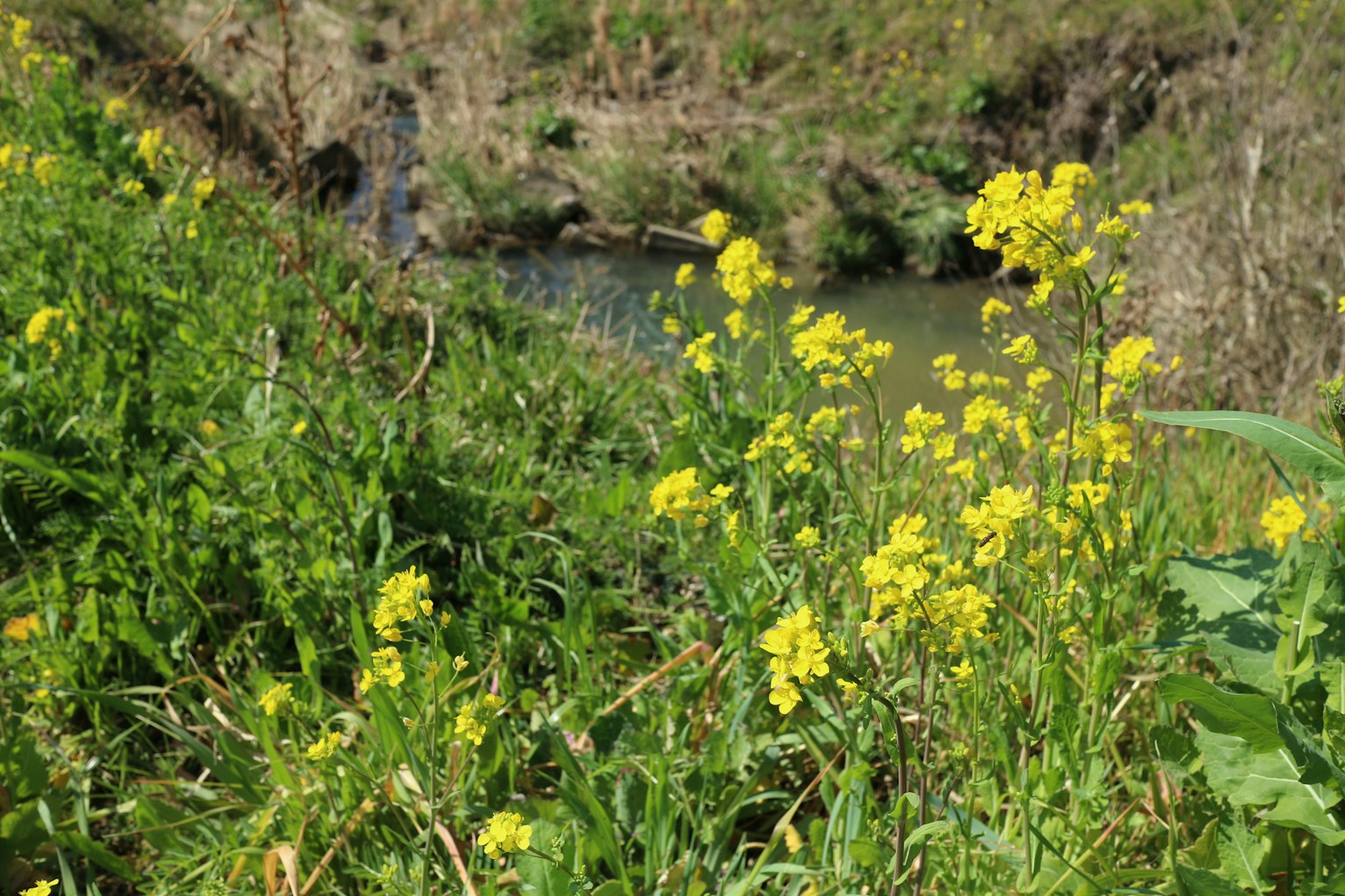Flores amarillas floreciendo cerca de un arroyo con hierba verde