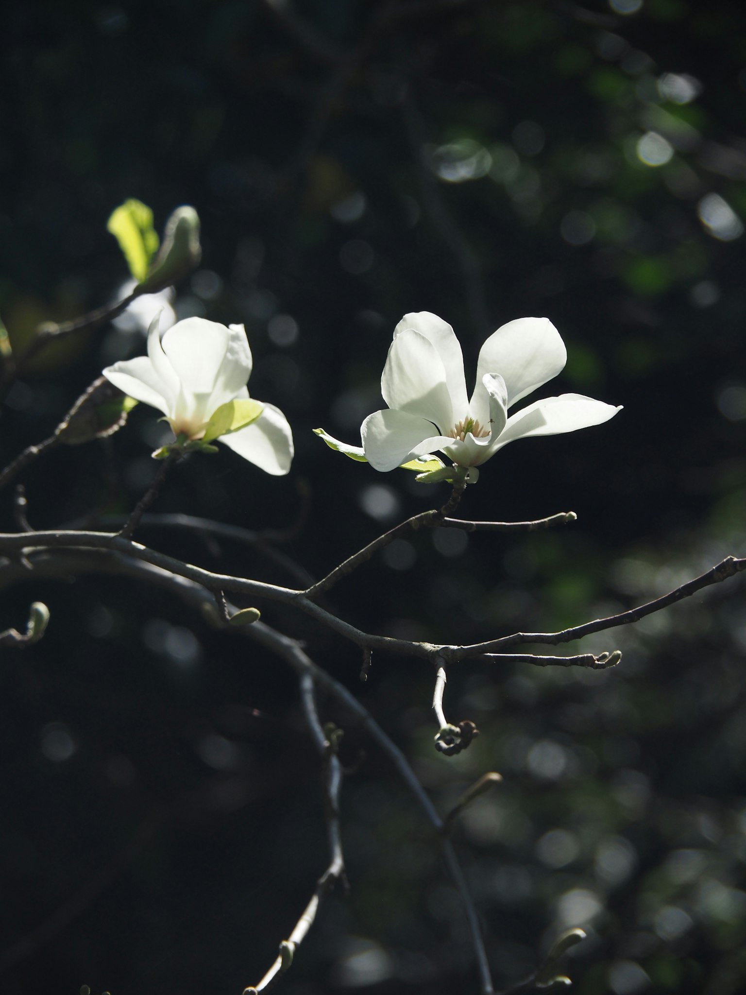 Primo piano di fiori bianchi che sbocciano su rami di albero