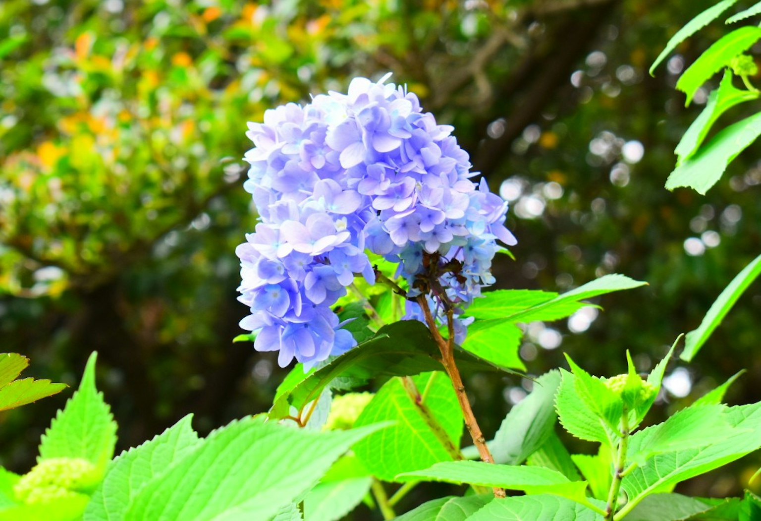 Bunga hortensia biru yang indah mekar di antara daun hijau