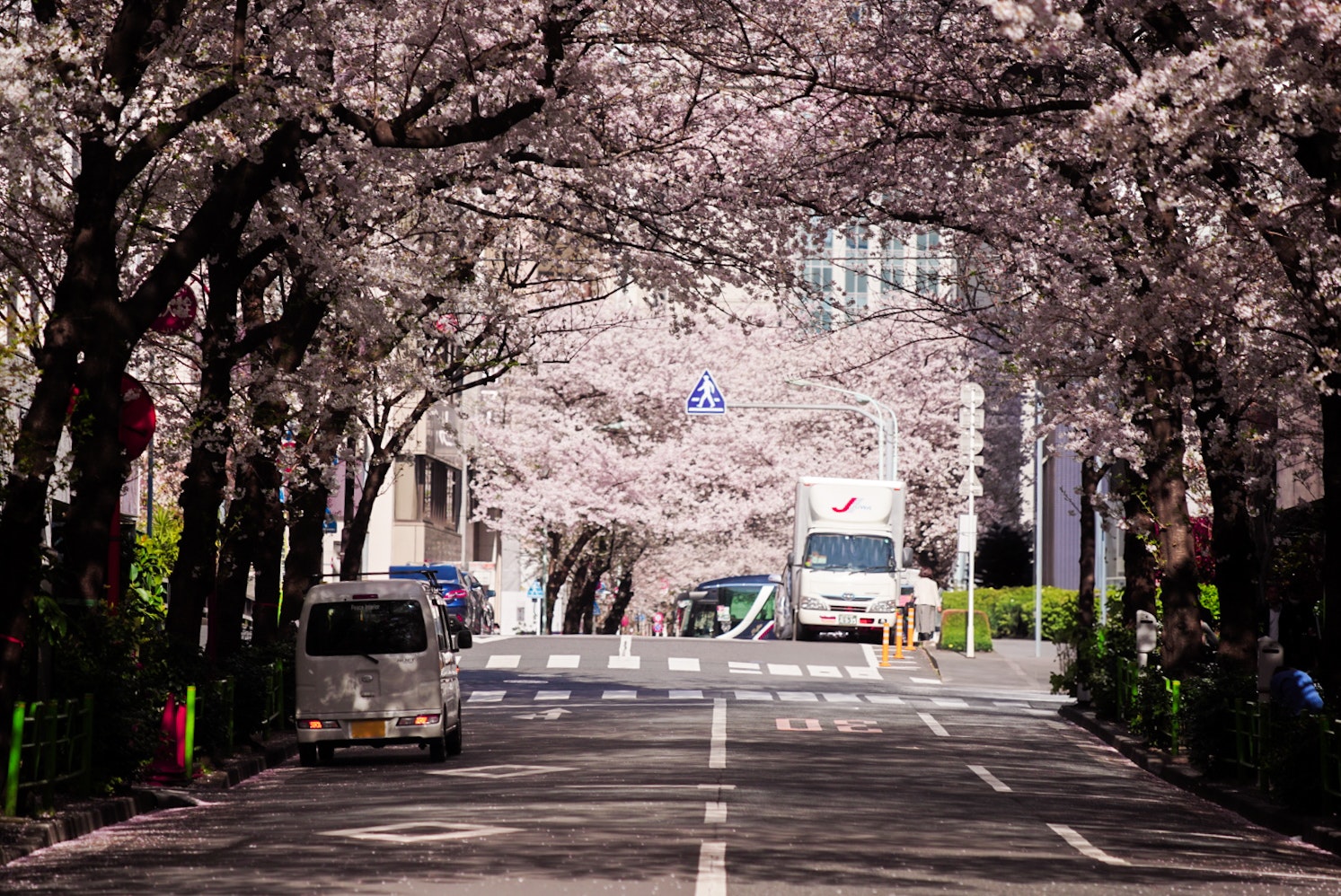 桜並木の続く並走車線のある街路