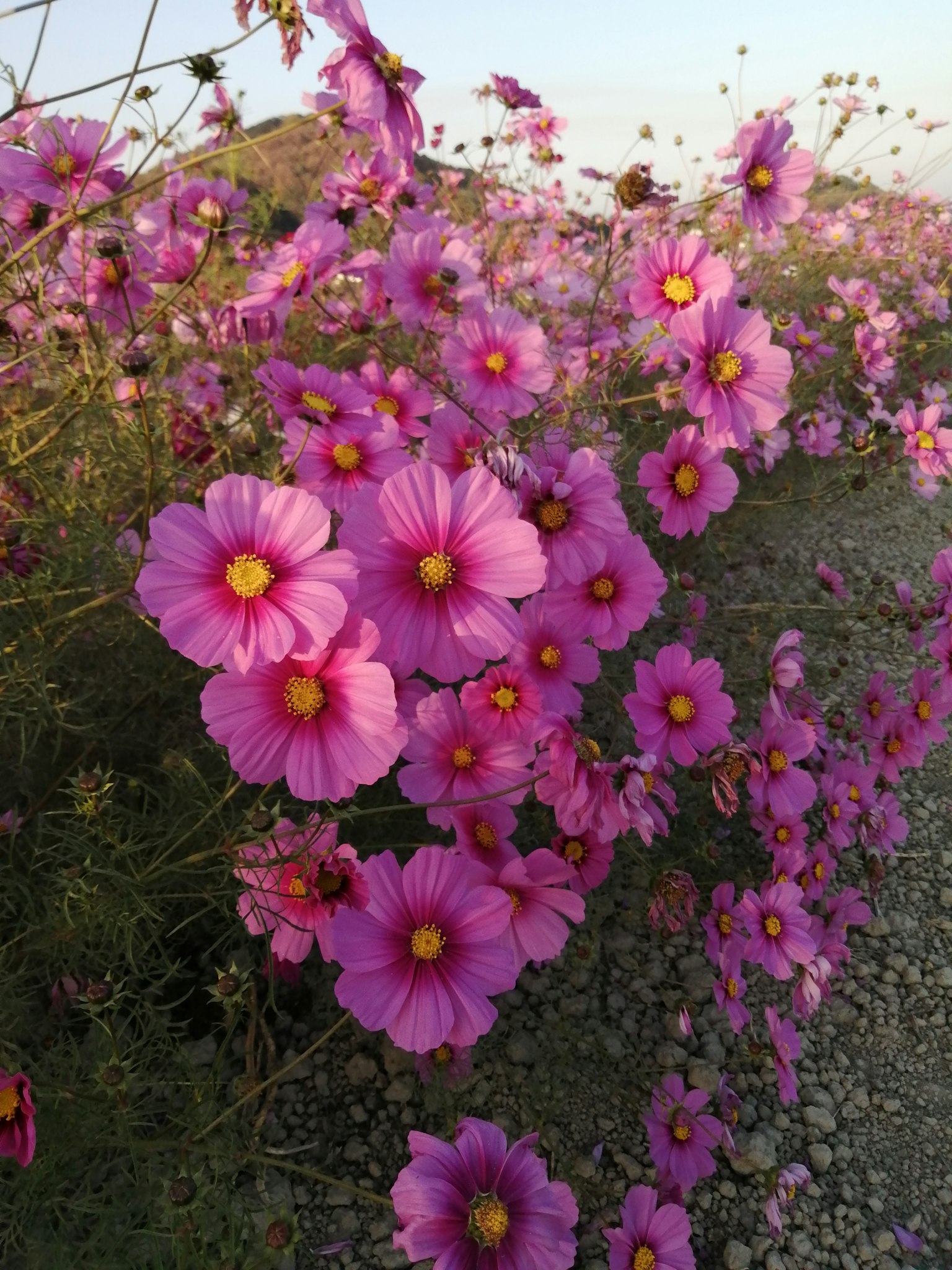 Feld mit blühenden rosa Kosmosblumen
