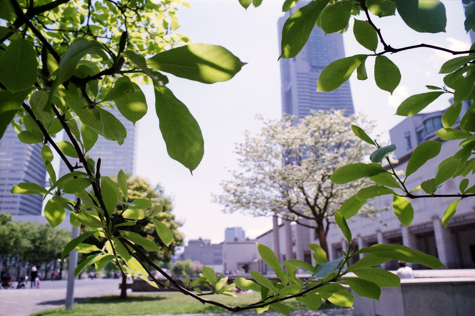 Daun hijau subur dengan latar belakang gedung pencakar langit dan pohon sakura