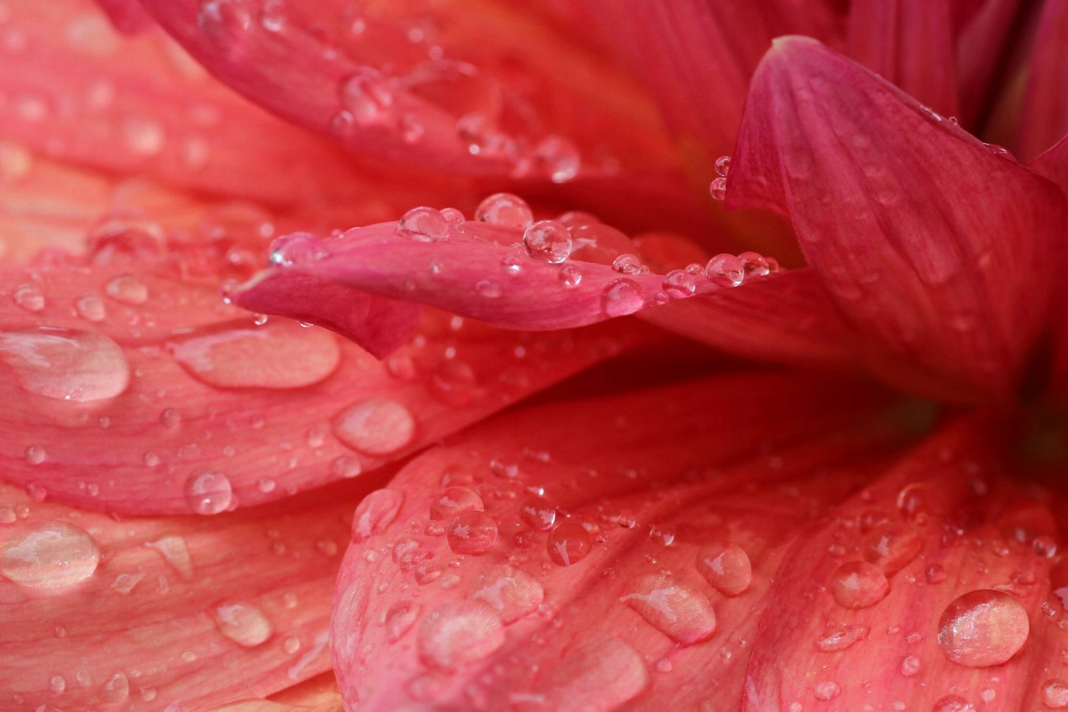 Nahaufnahme von rosa Blütenblättern mit Wassertropfen