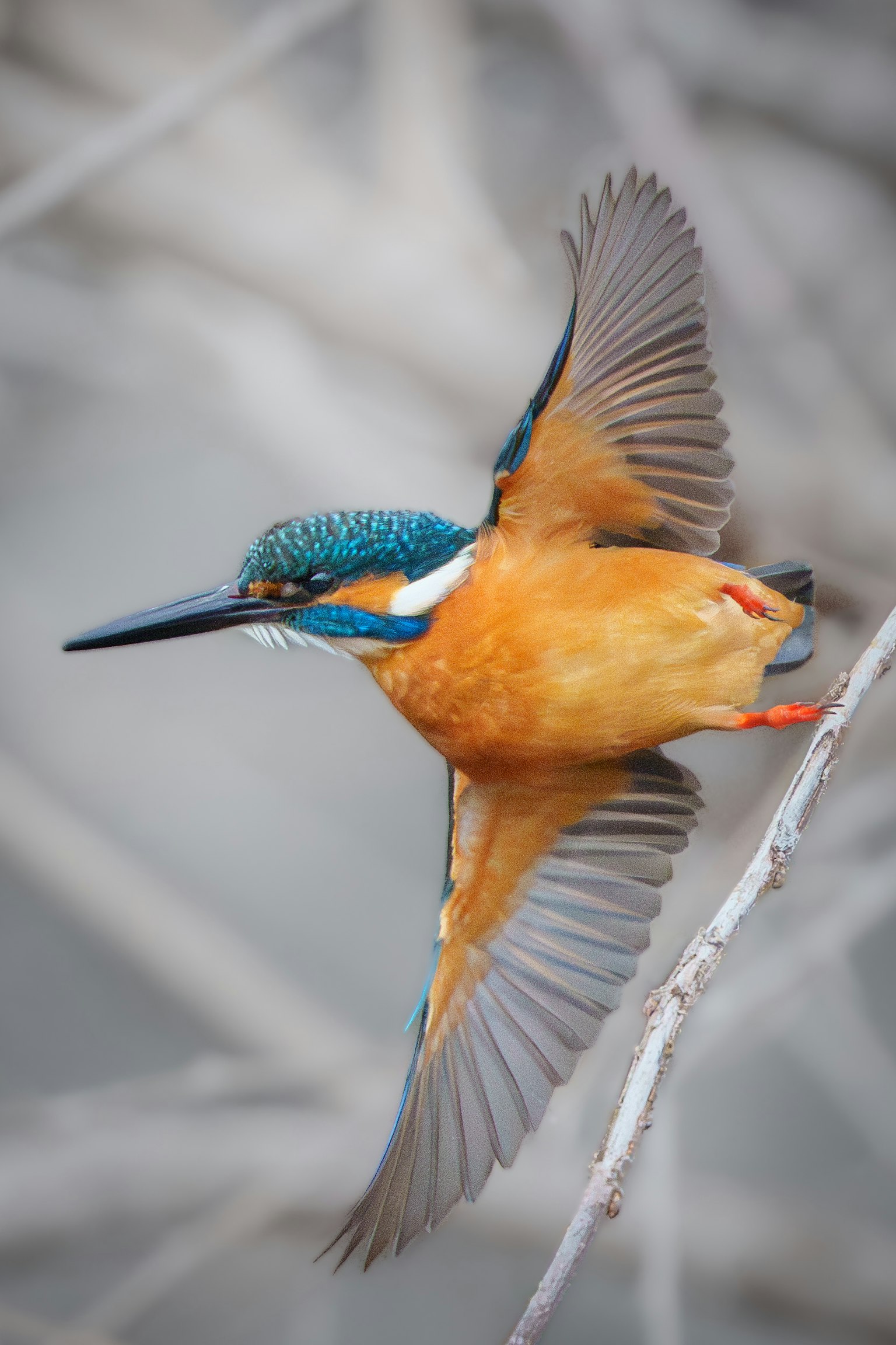 Un martin-pêcheur avec une tête bleue et un corps orange en vol